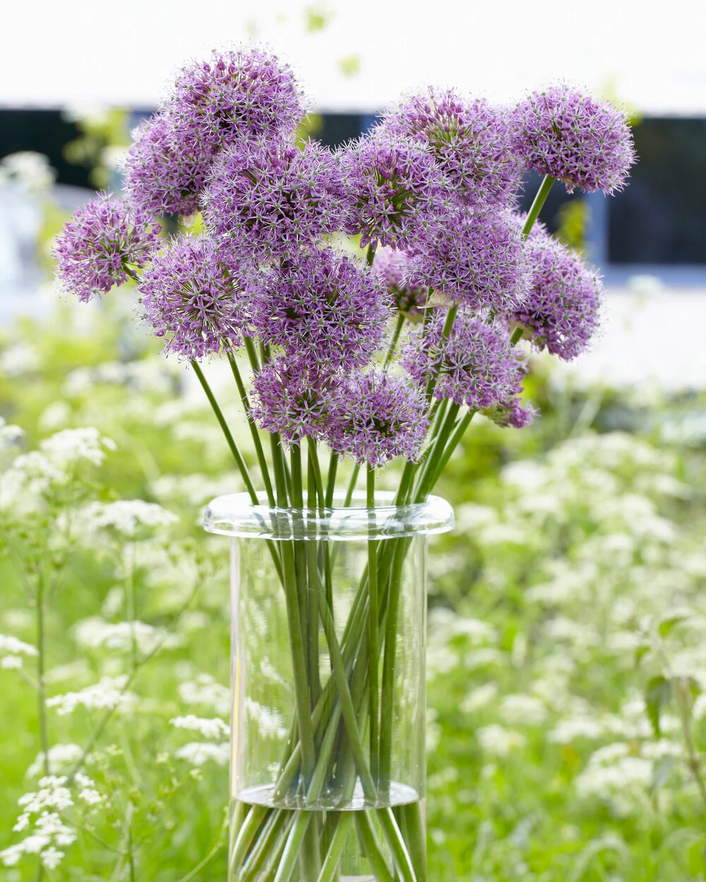 Allium 'Glory of Pamir' - Image 3