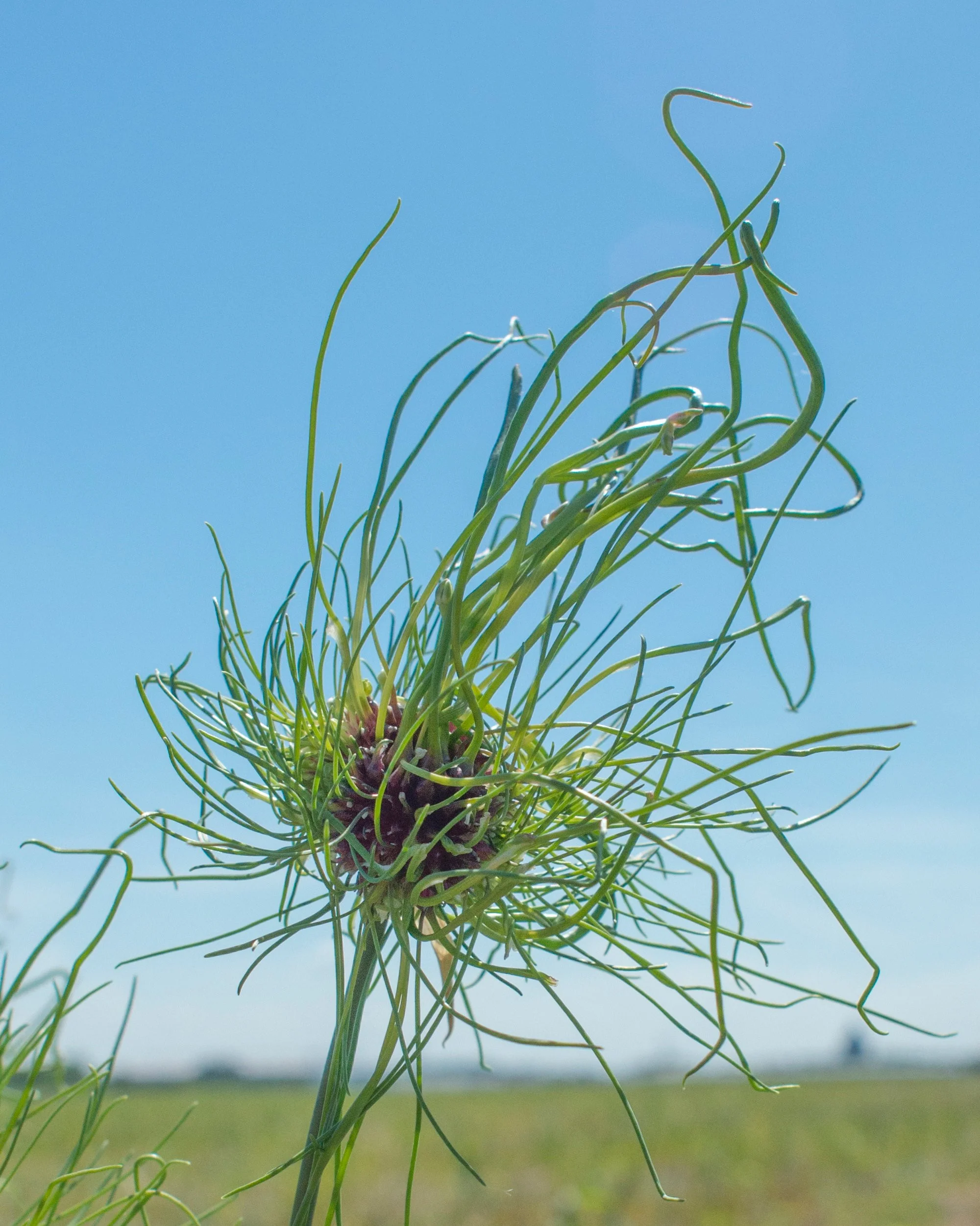 Allium 'Hair' - Image 2