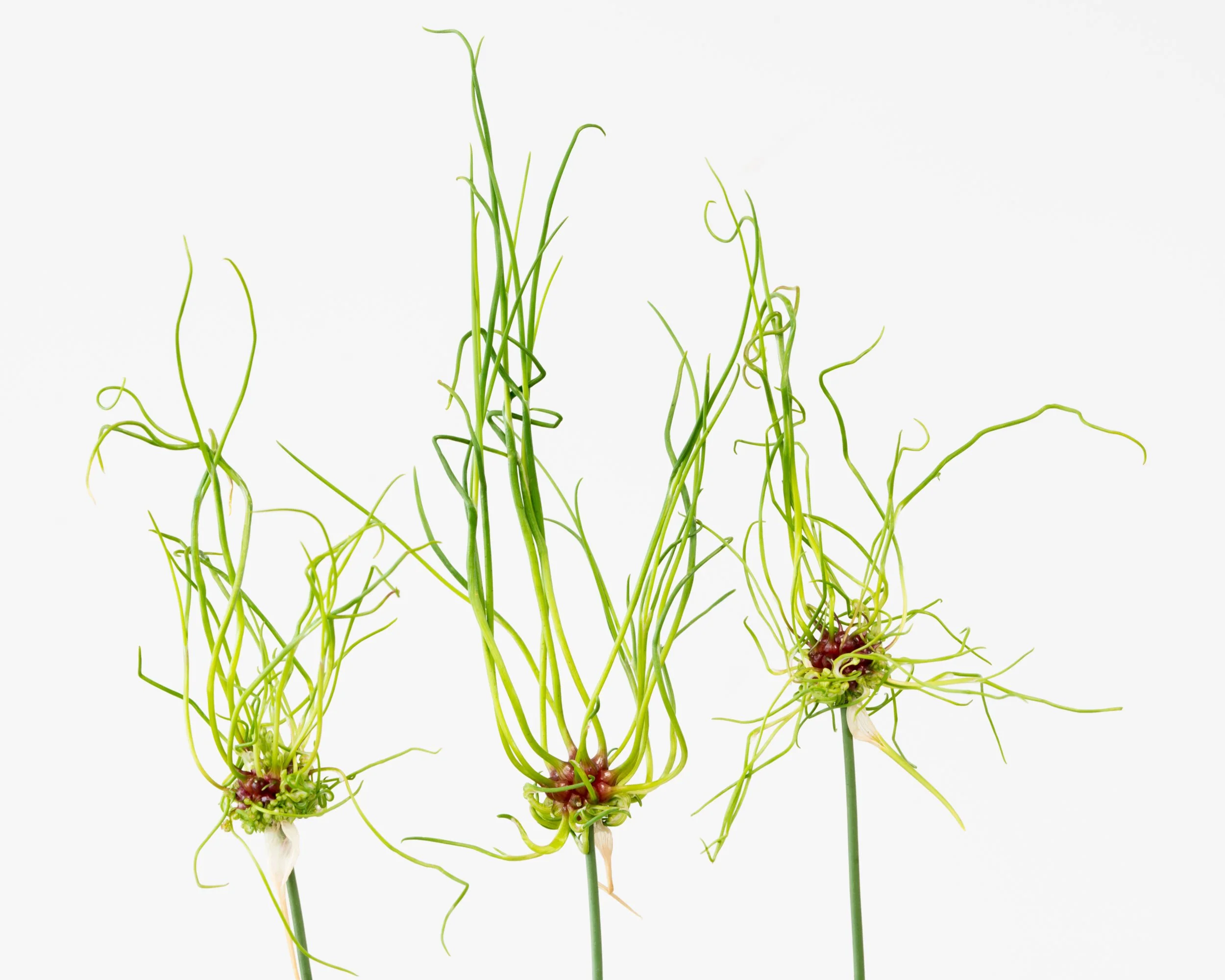 Allium 'Hair' - Image 6