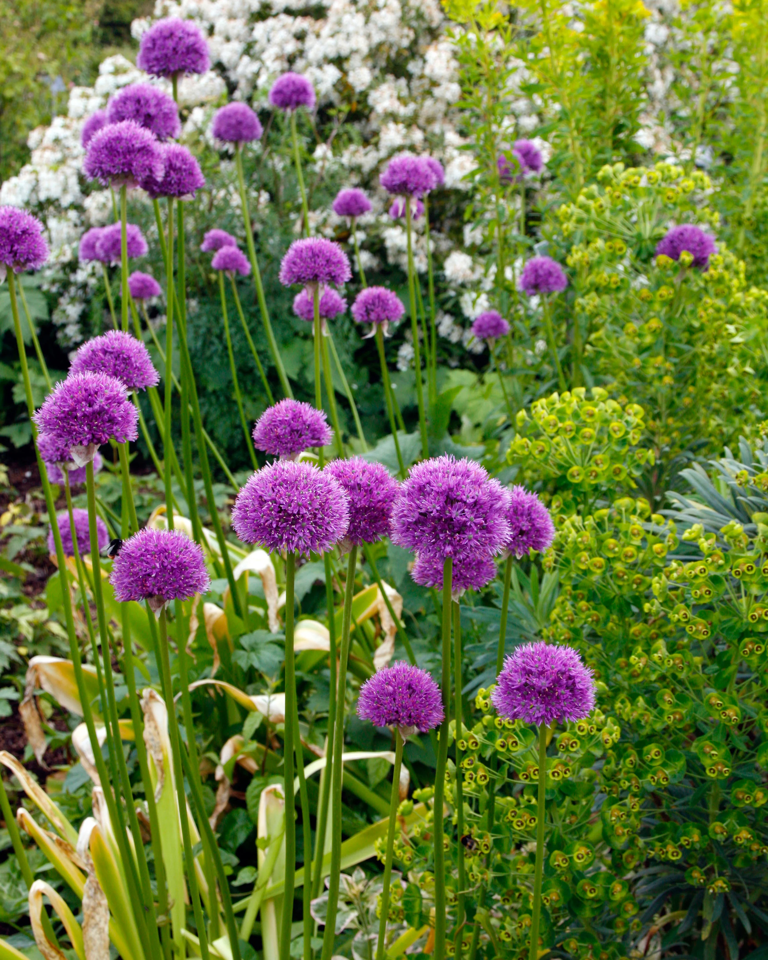 Allium 'His Excellency' - Image 10