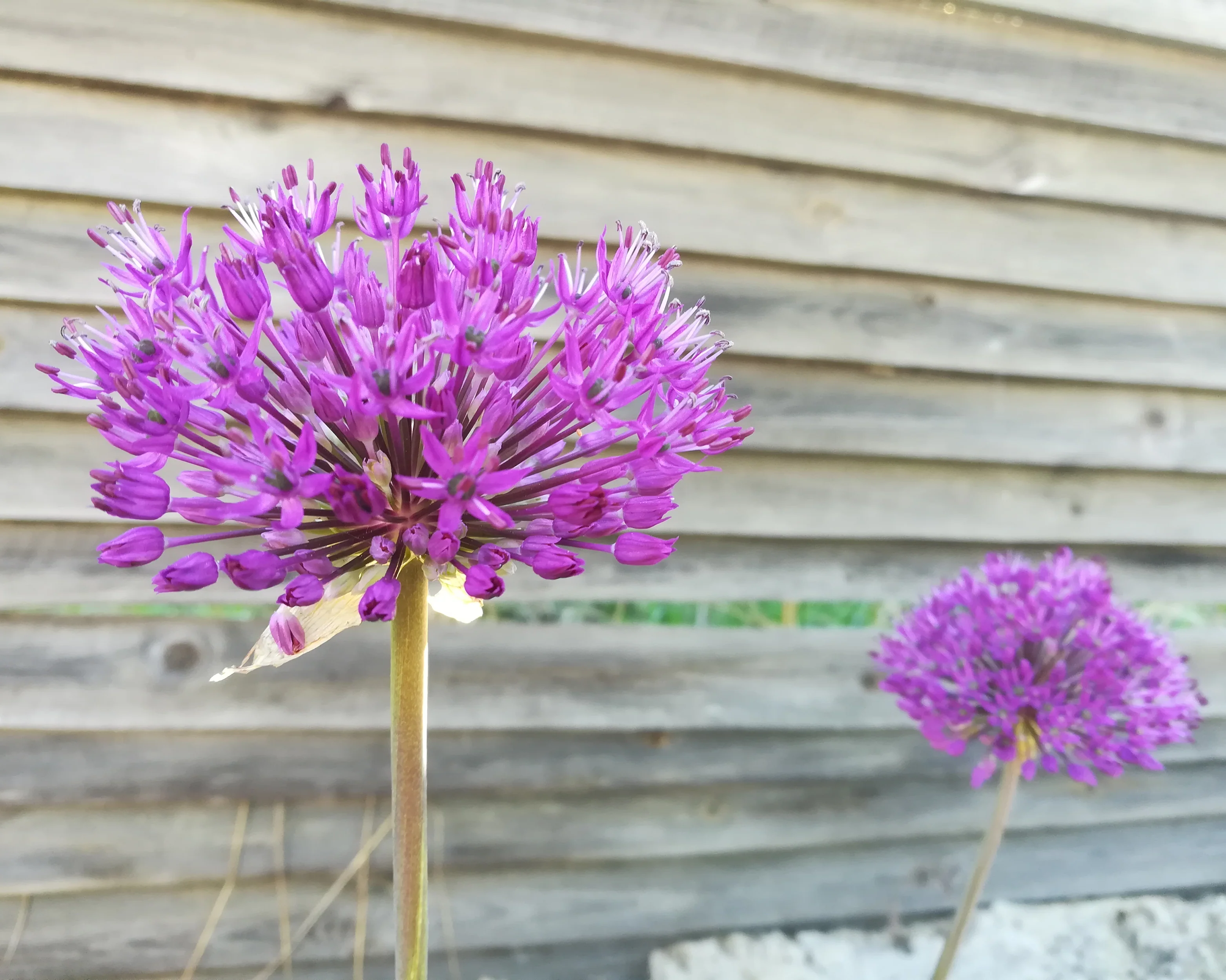 Allium 'His Excellency' - Image 5