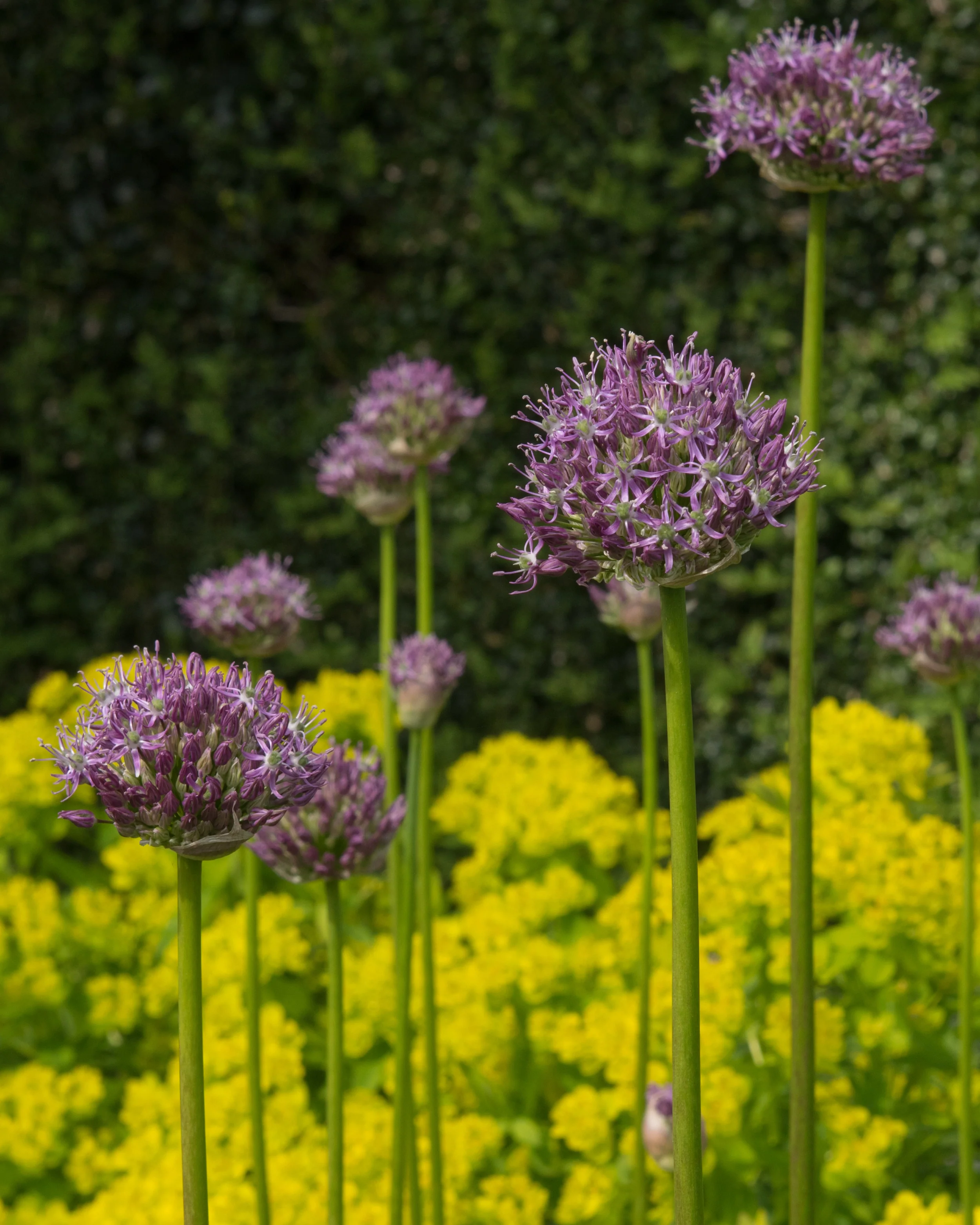 Allium 'His Excellency' - Image 6