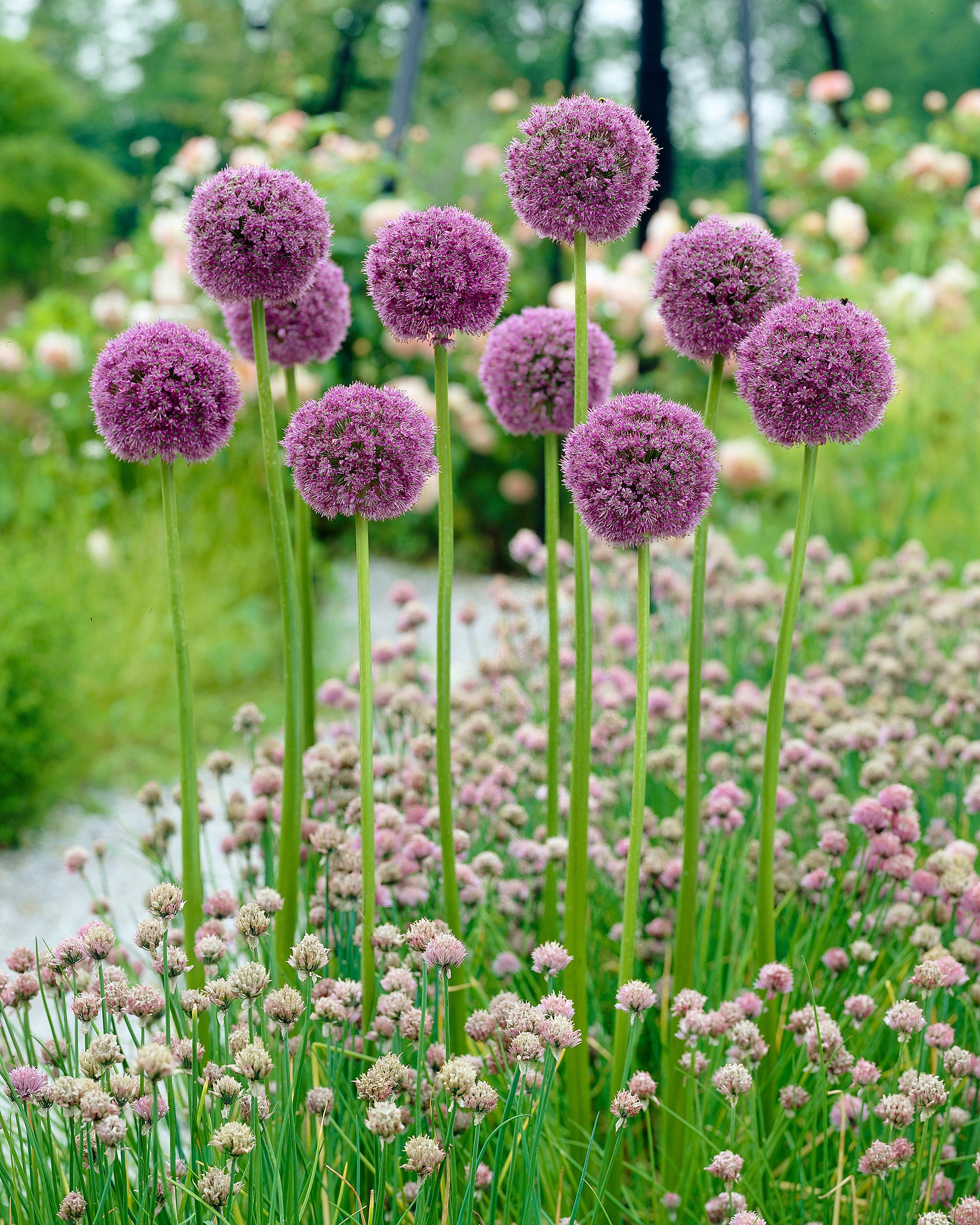Allium 'His Excellency' - Image 7