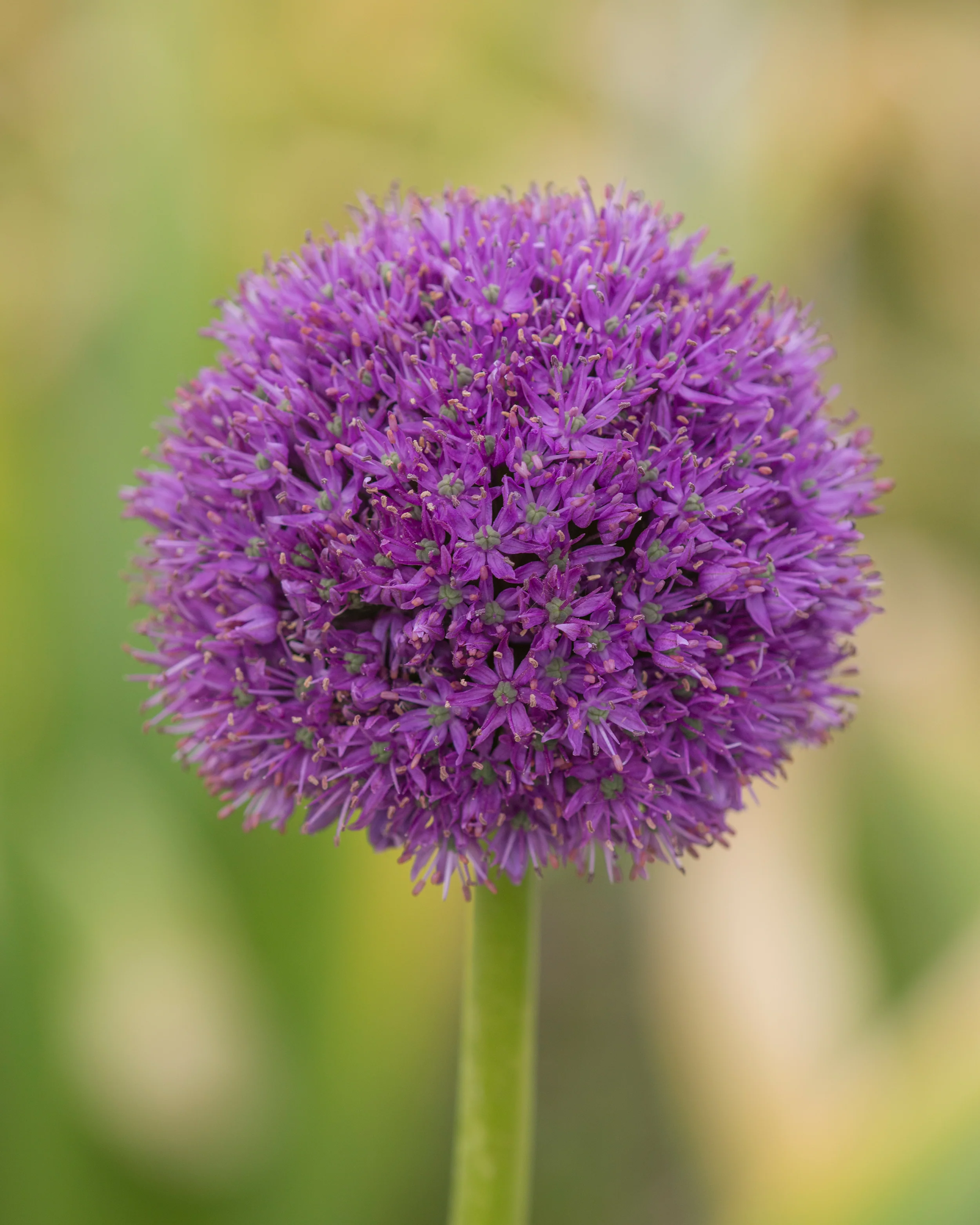 Allium 'His Excellency' - Image 9