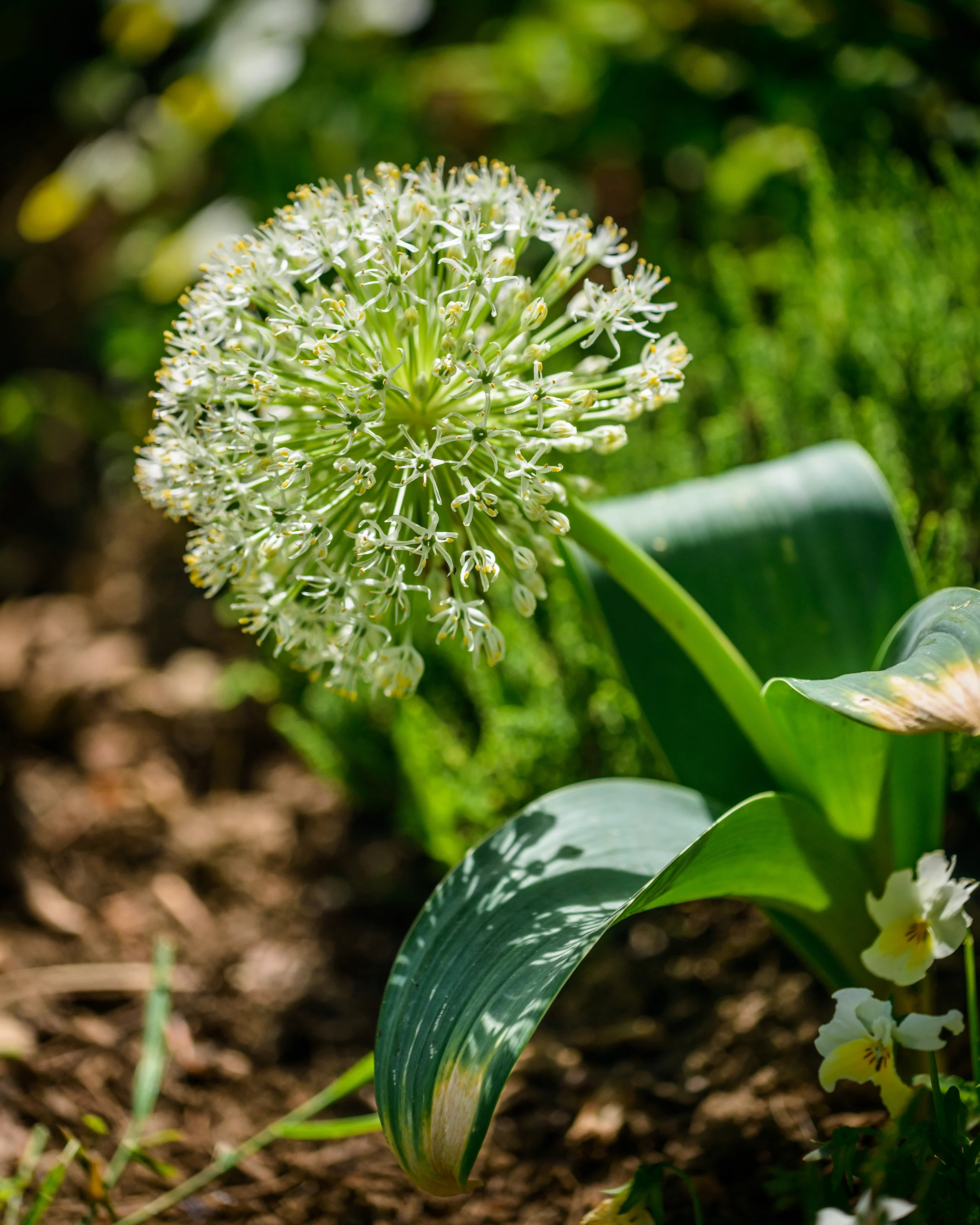 Allium karativiense 'Ivory Queen' - Image 4