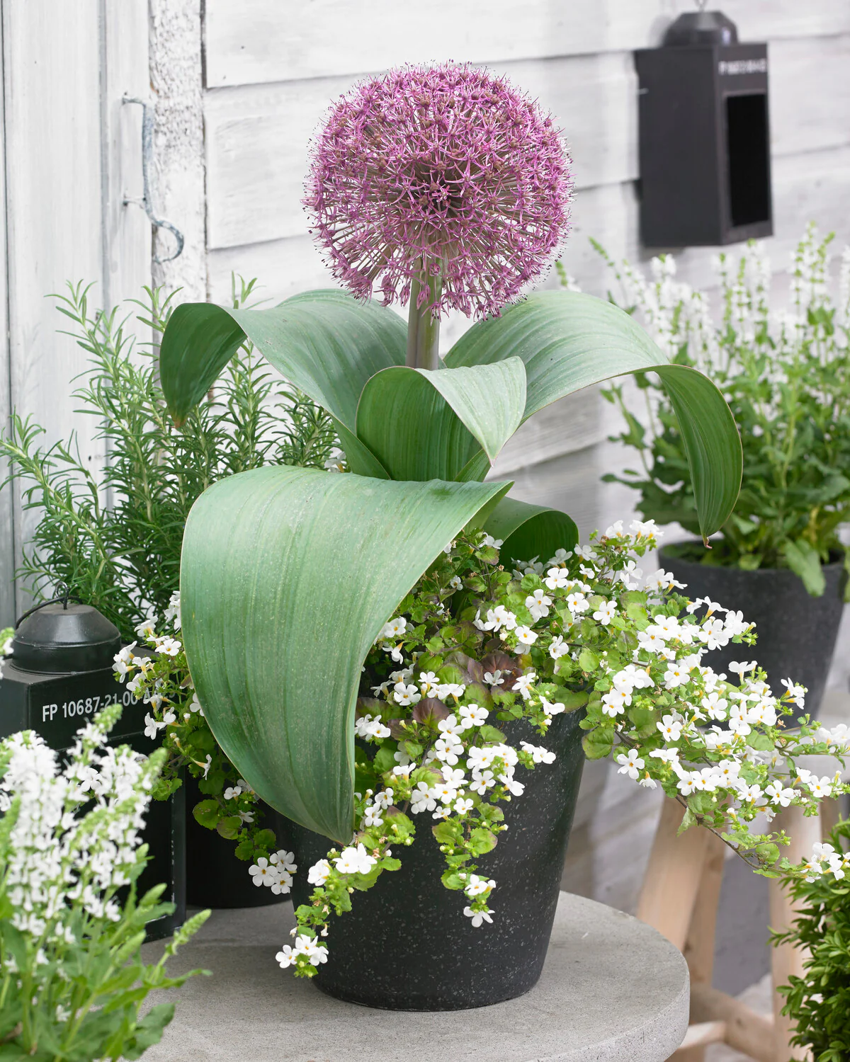 Allium 'Red Giant Star' - Image 2