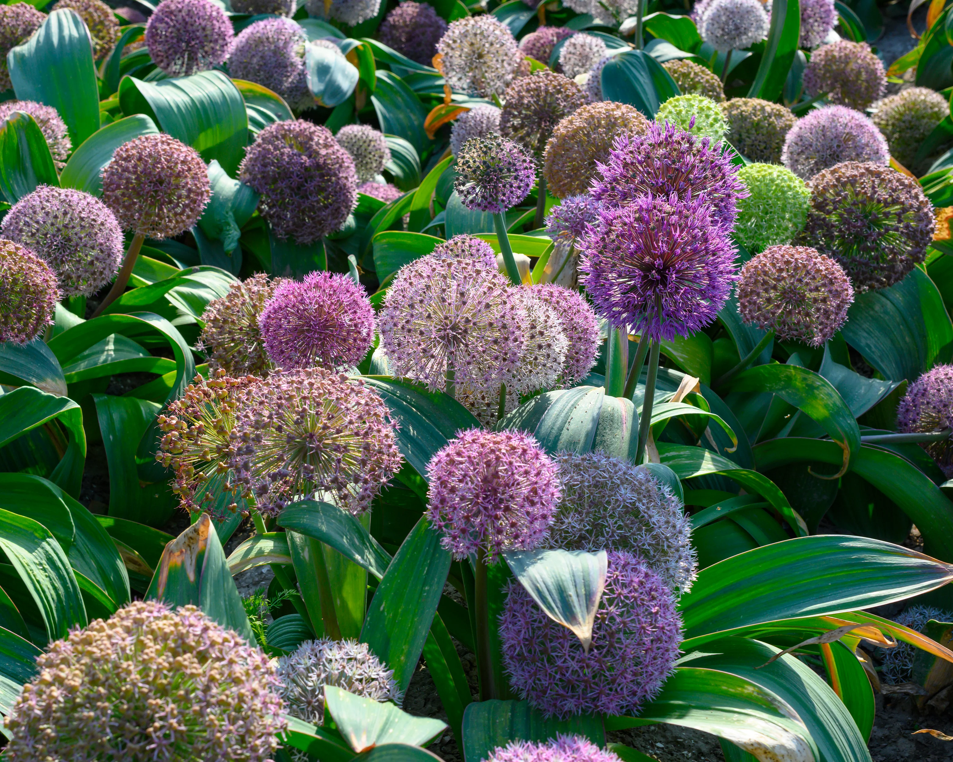 Allium 'Red Giant Star' - Image 4