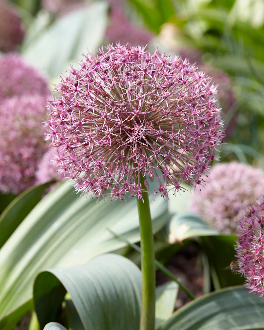 Allium 'Red Giant Star' - Image 5
