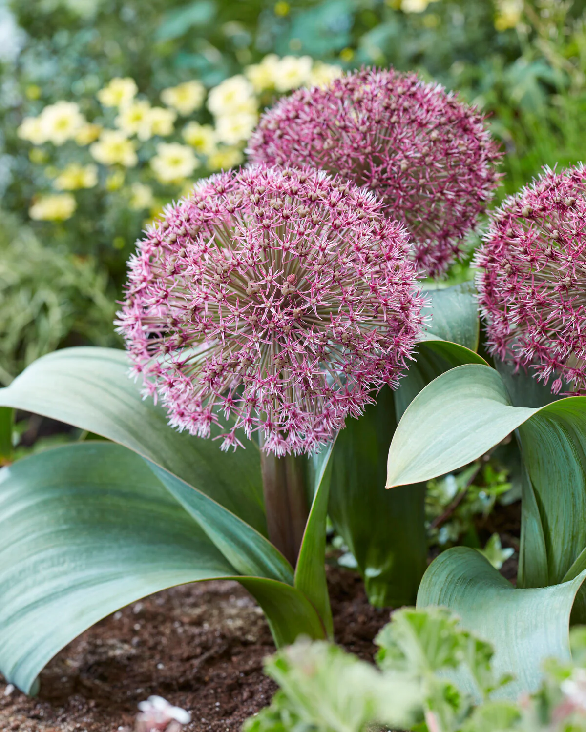Allium 'Red Giant Star' - Image 6
