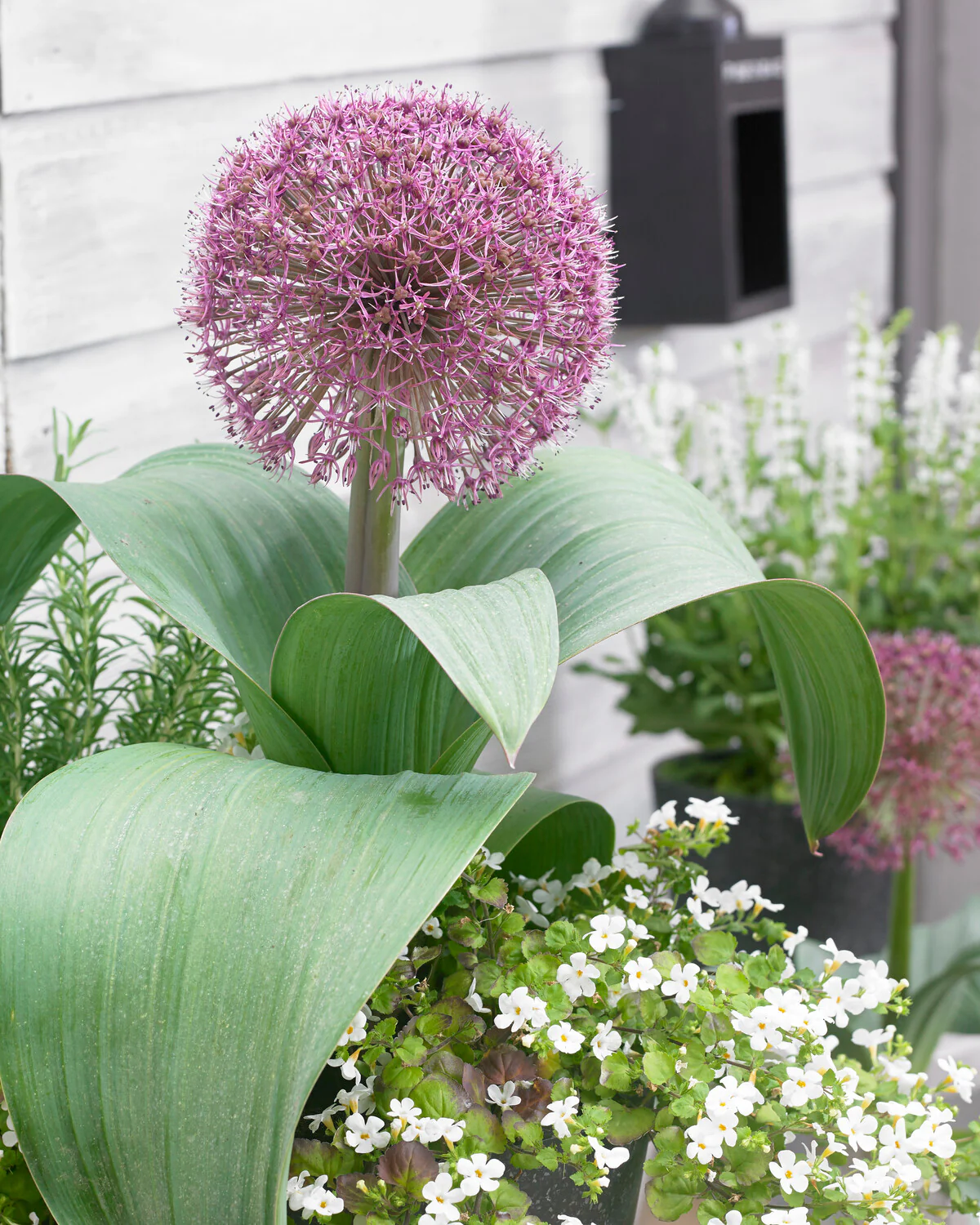 Allium 'Red Giant Star' - Image 7