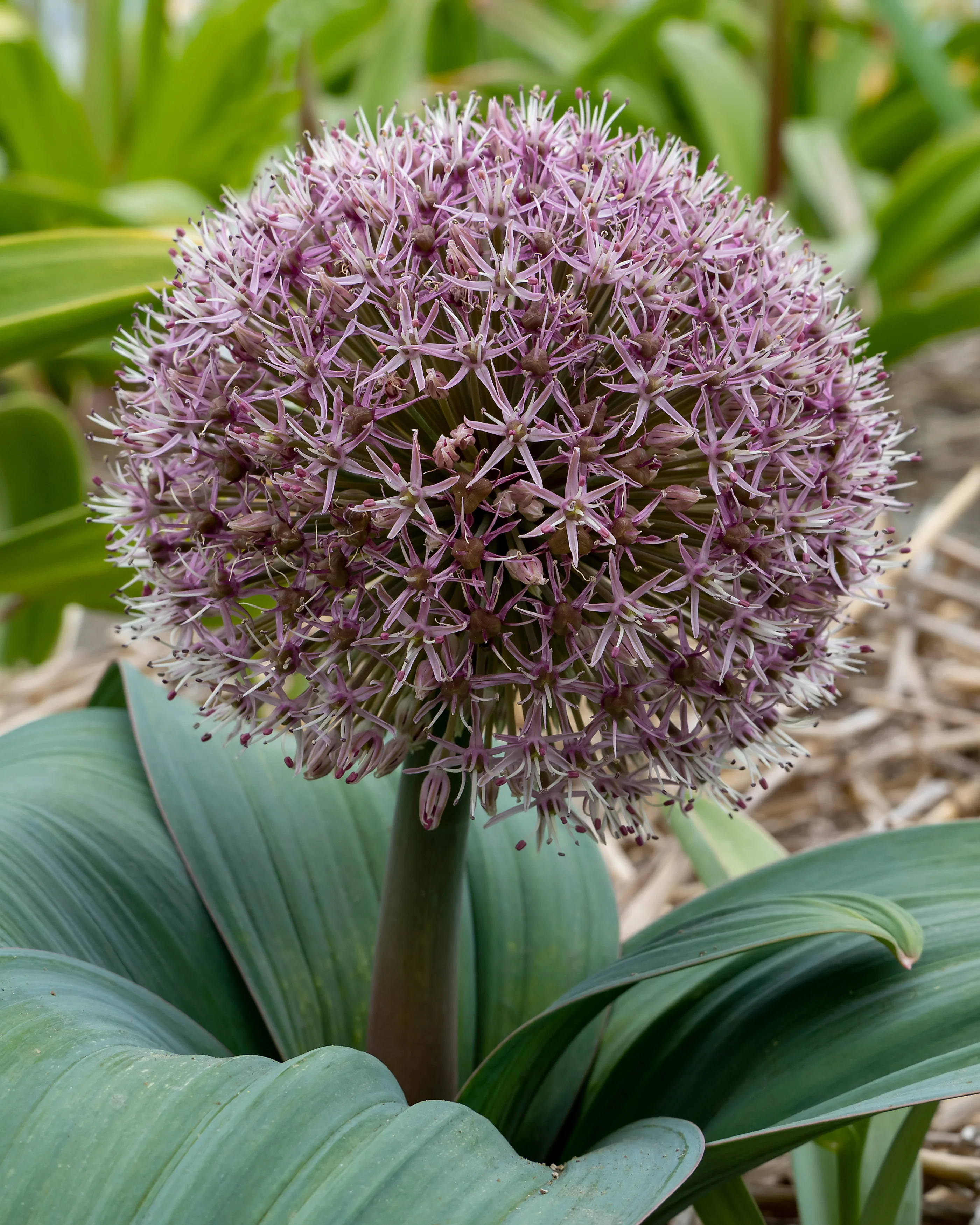Allium 'Red Giant Star' - Image 8