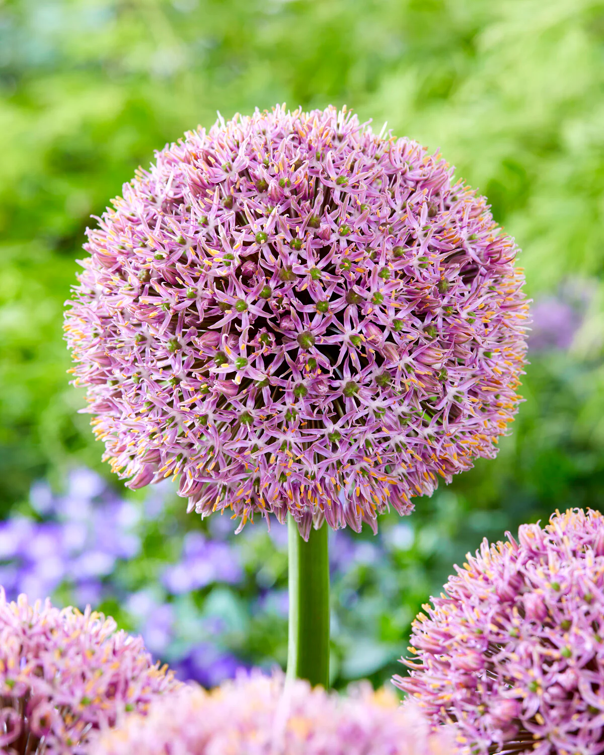 Allium 'Lucky Balloons' - Image 2