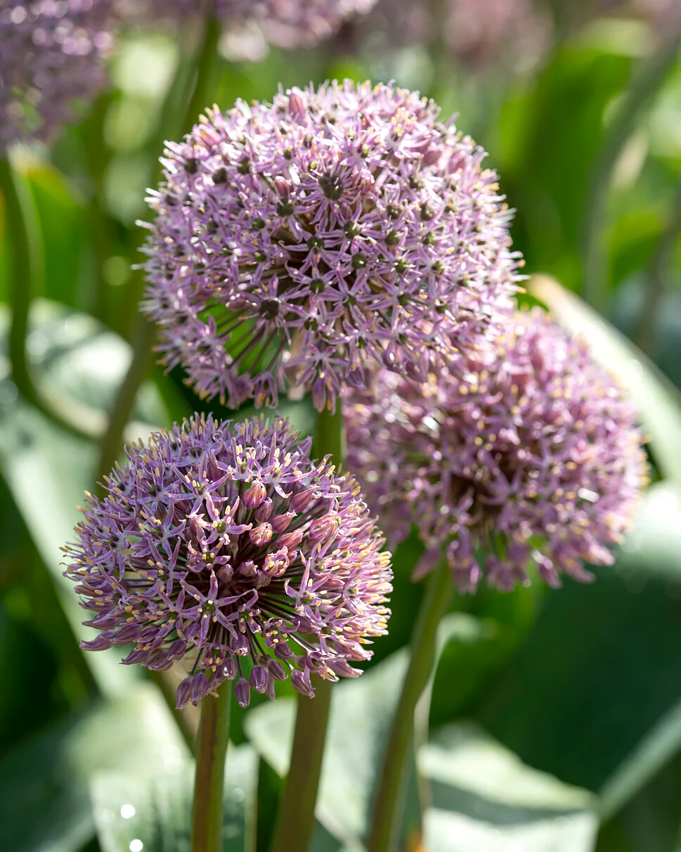 Allium 'Lucky Balloons' - Image 5