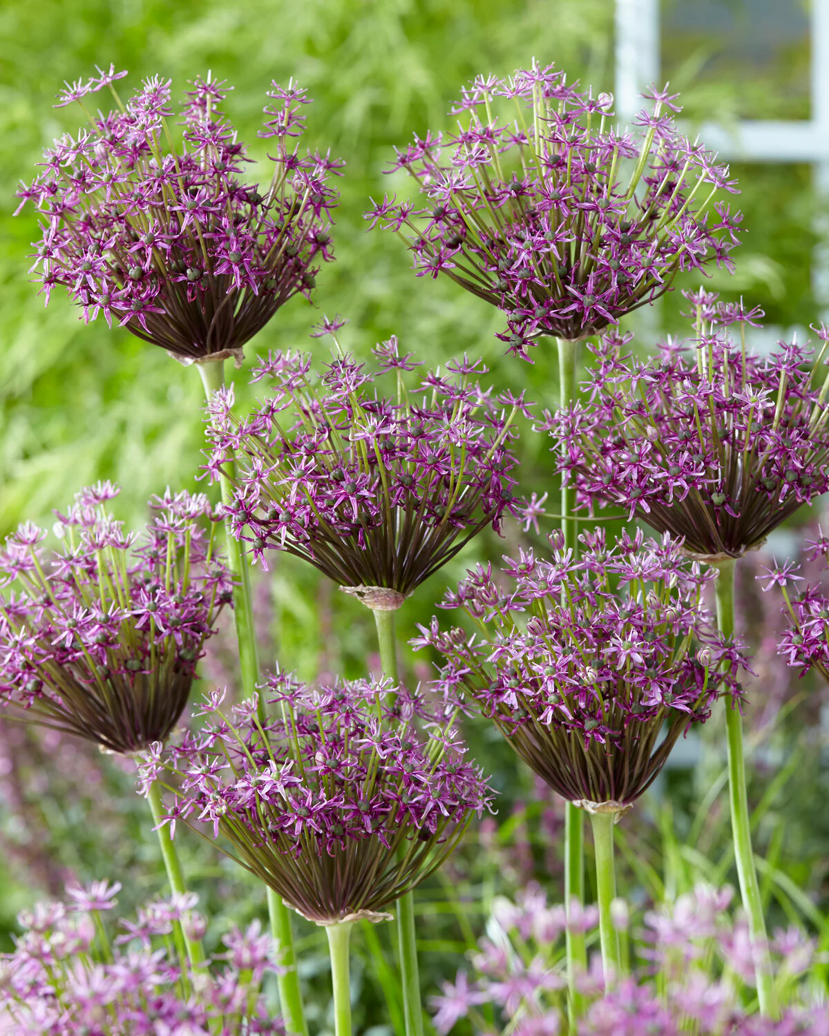 Allium 'Miami' - Image 3
