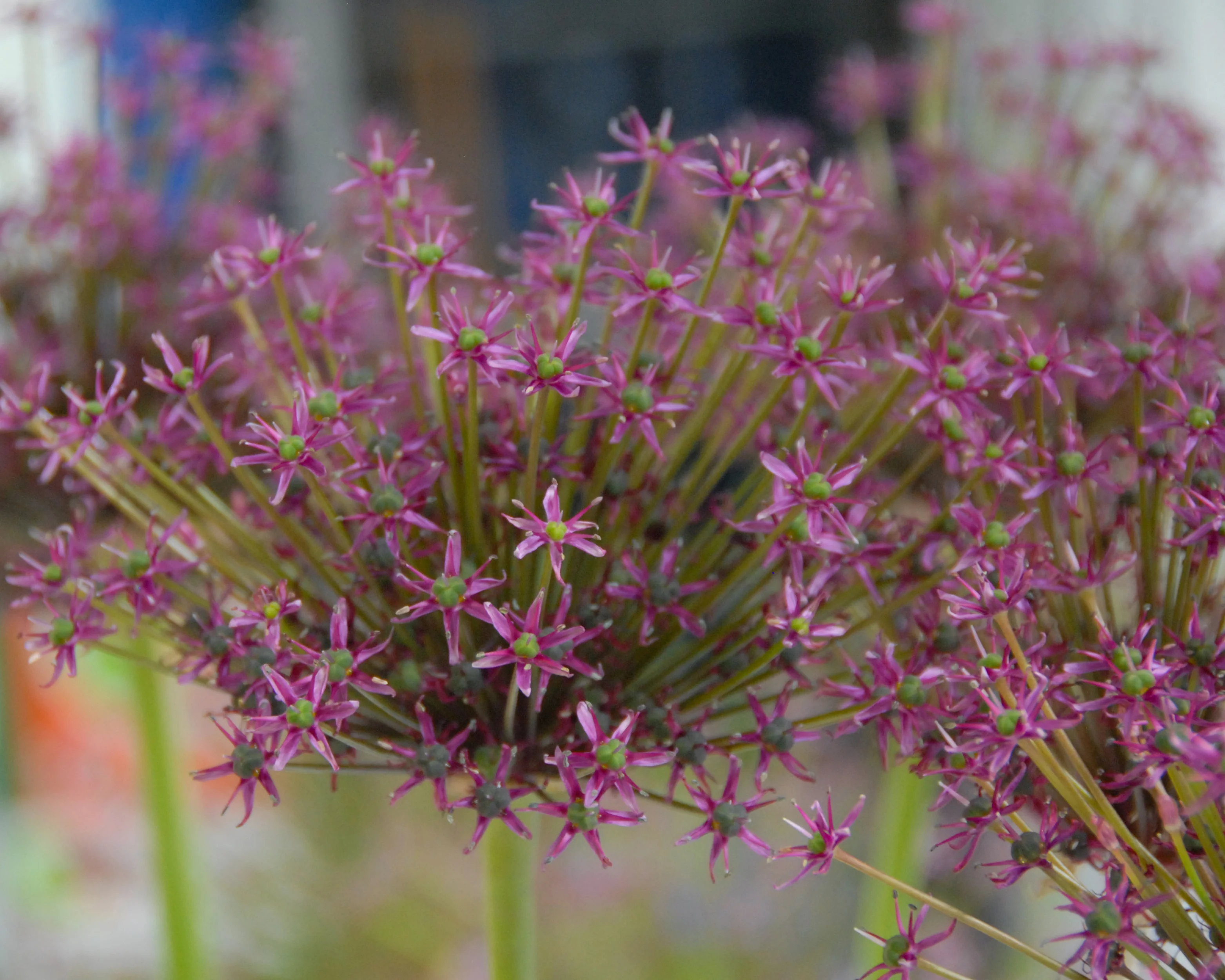 Allium 'Miami' - Image 4
