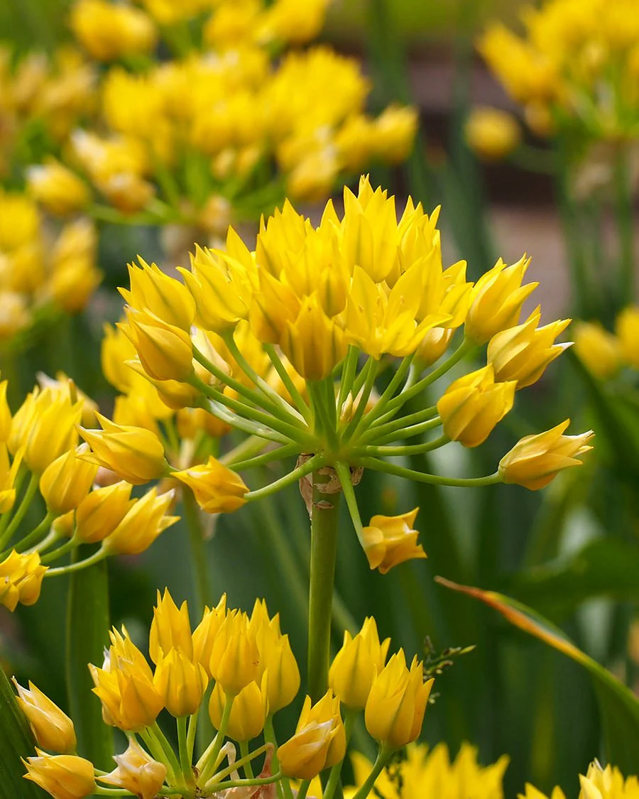 Allium moly - Image 3