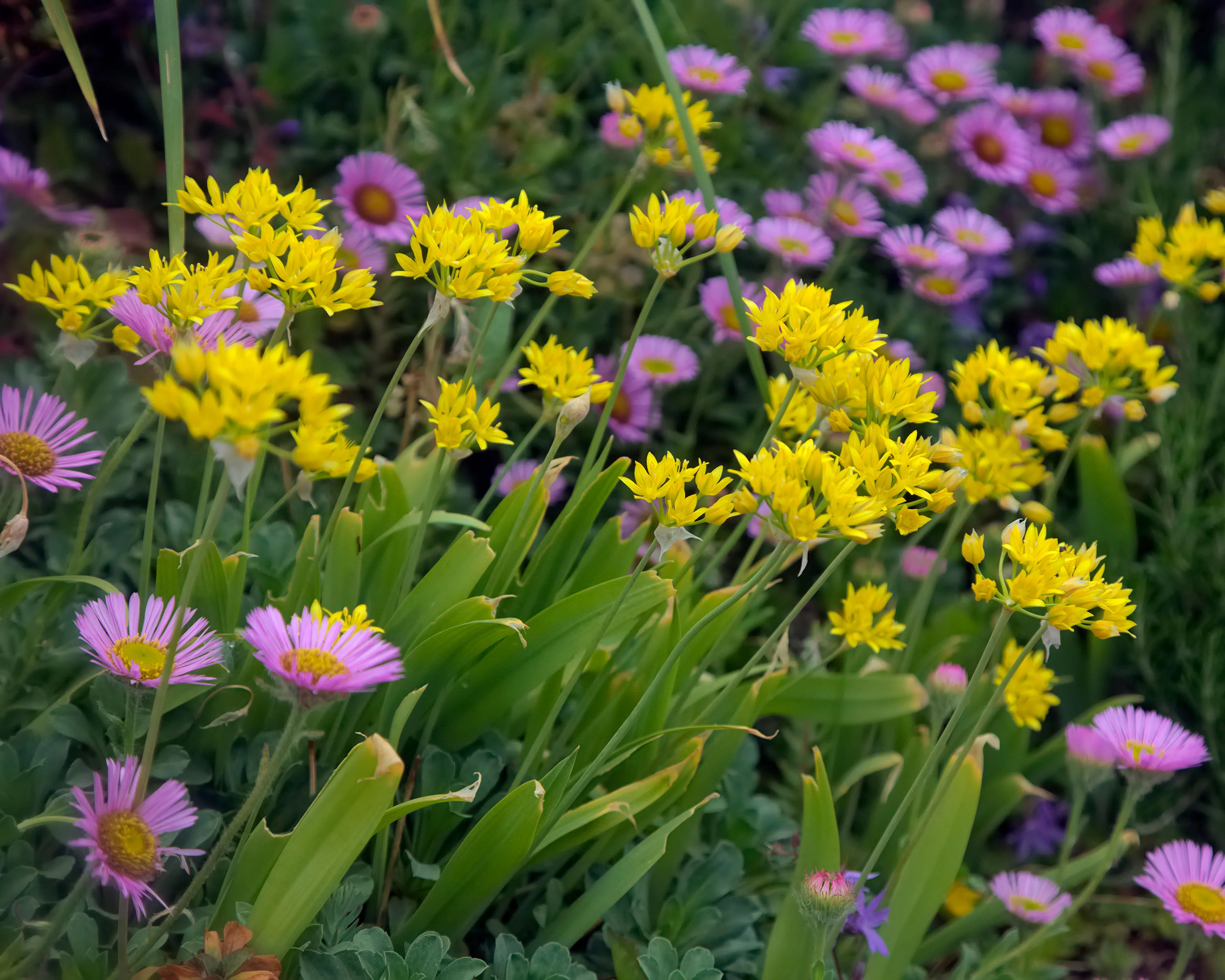 Allium moly - Image 5