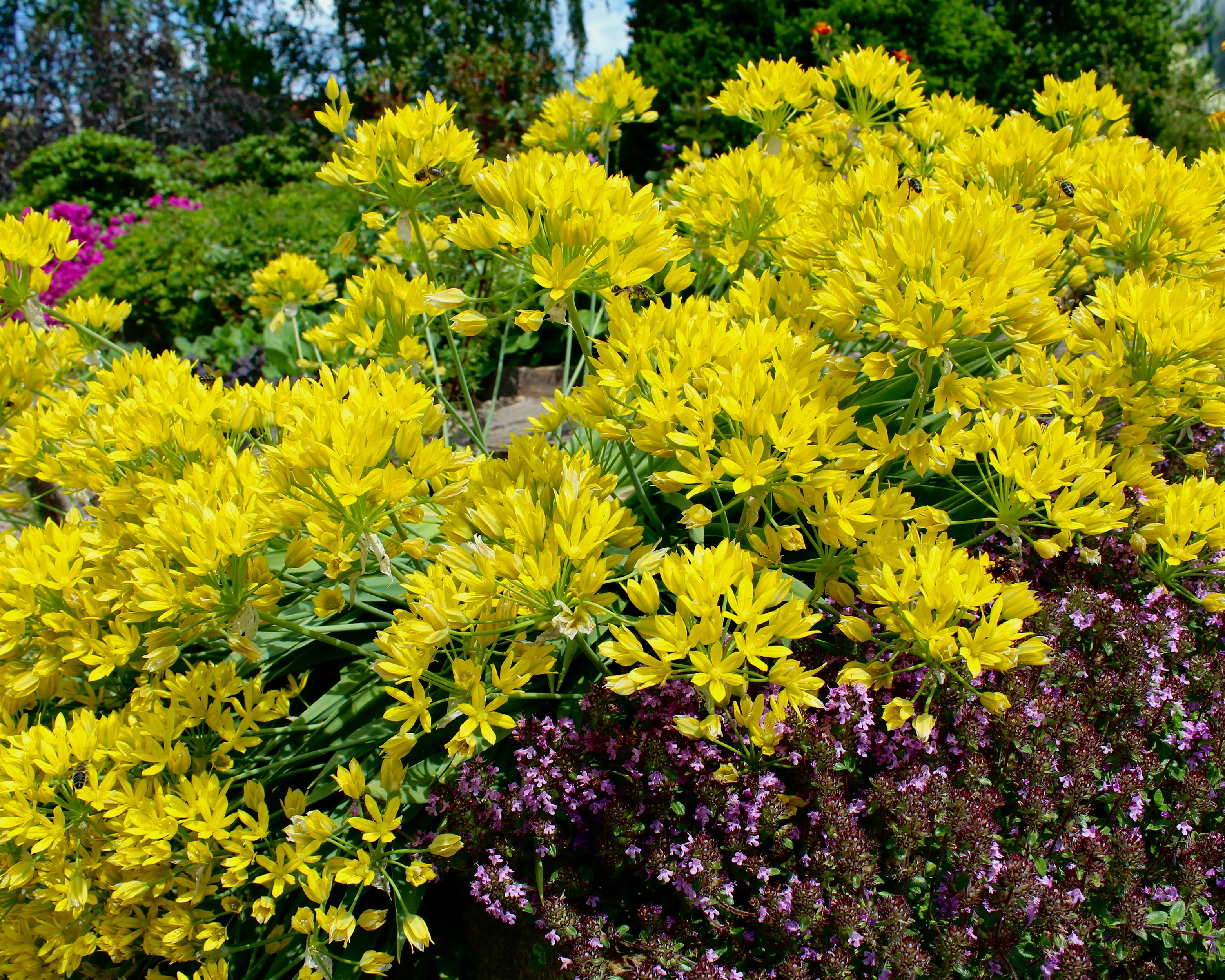 Allium moly - Image 7