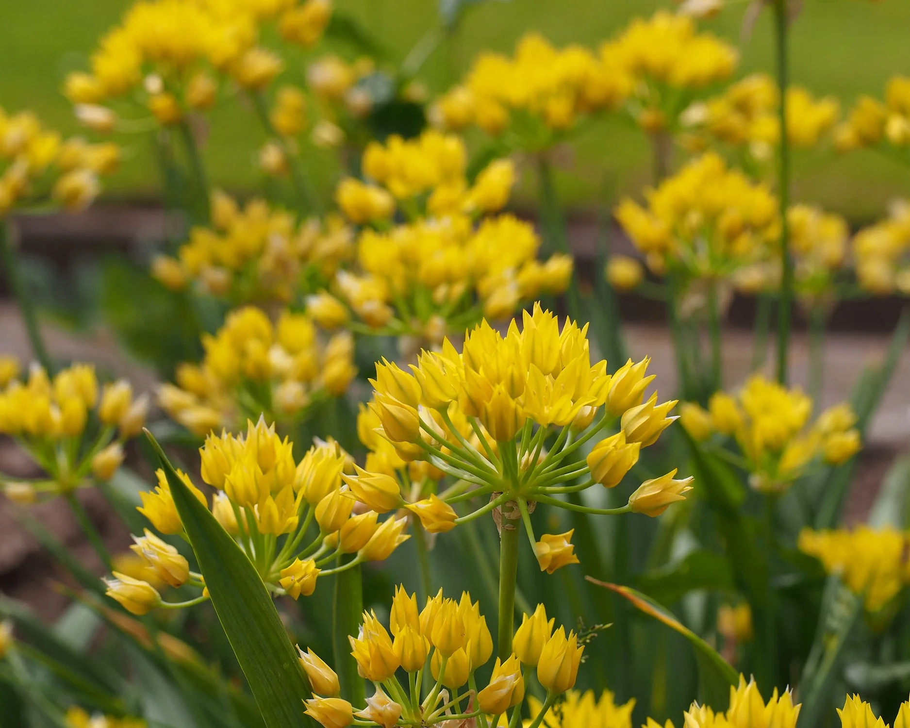 Allium moly - Image 9