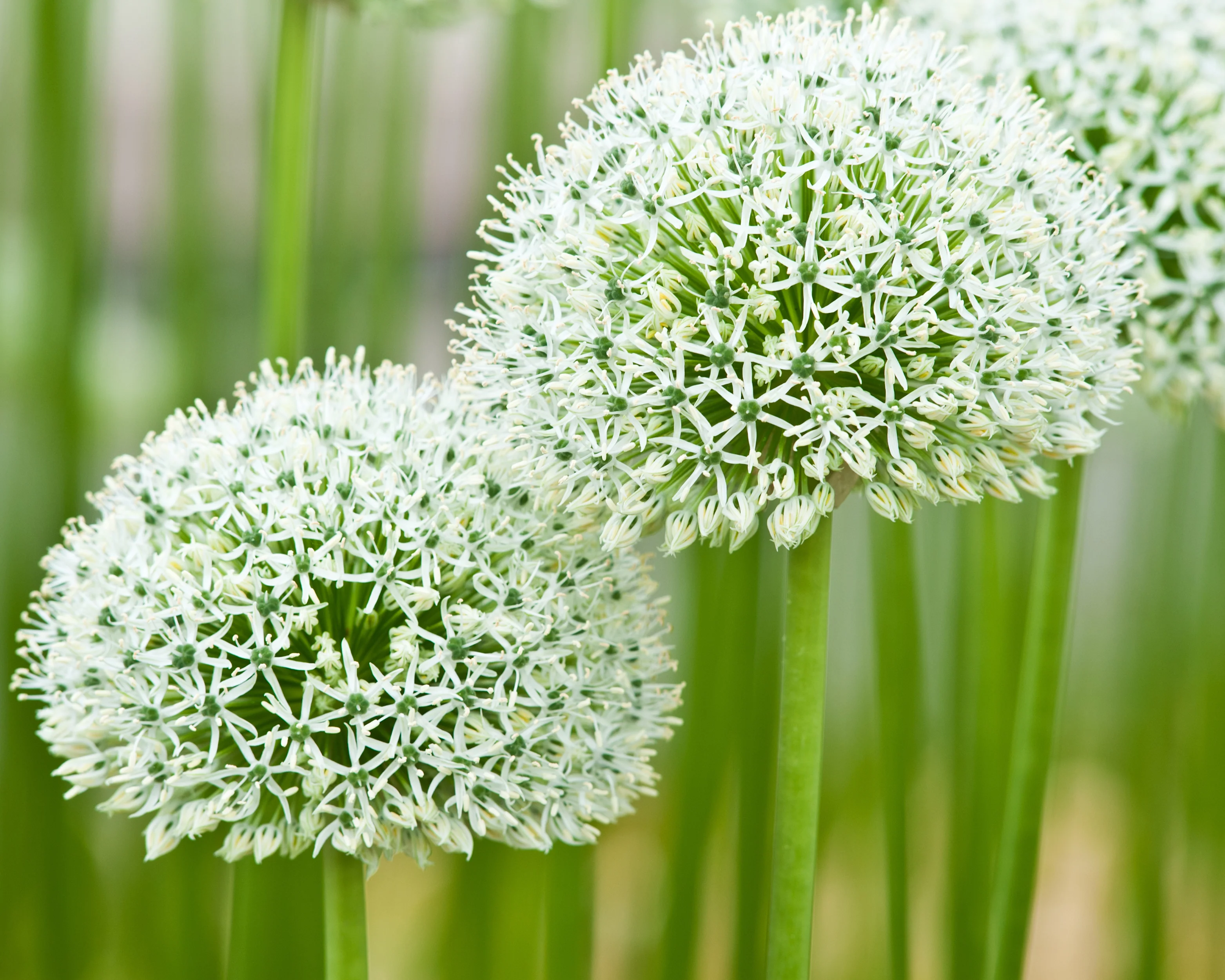 Allium 'Mount Everest' - Image 3