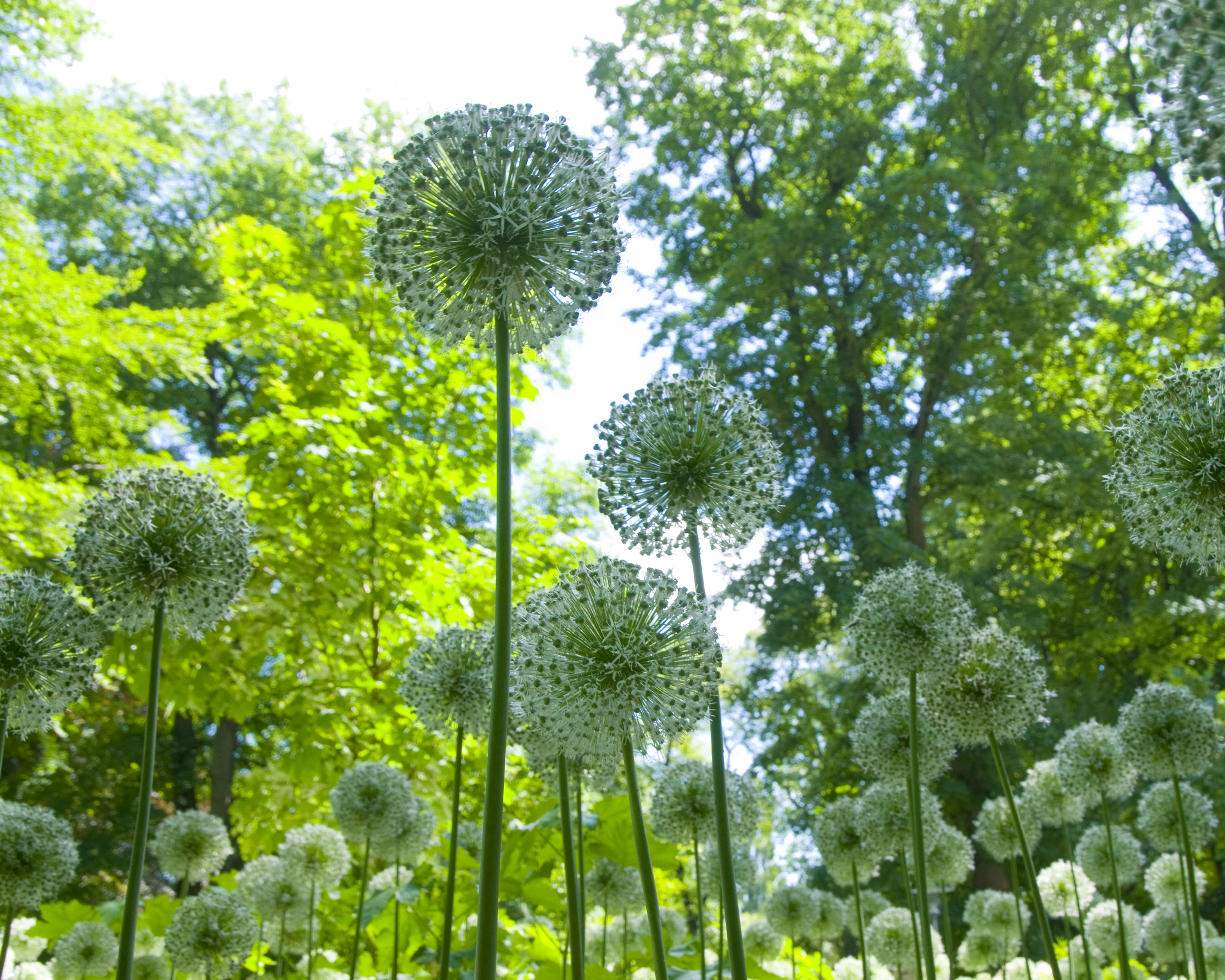 Allium 'Mount Everest' - Image 6