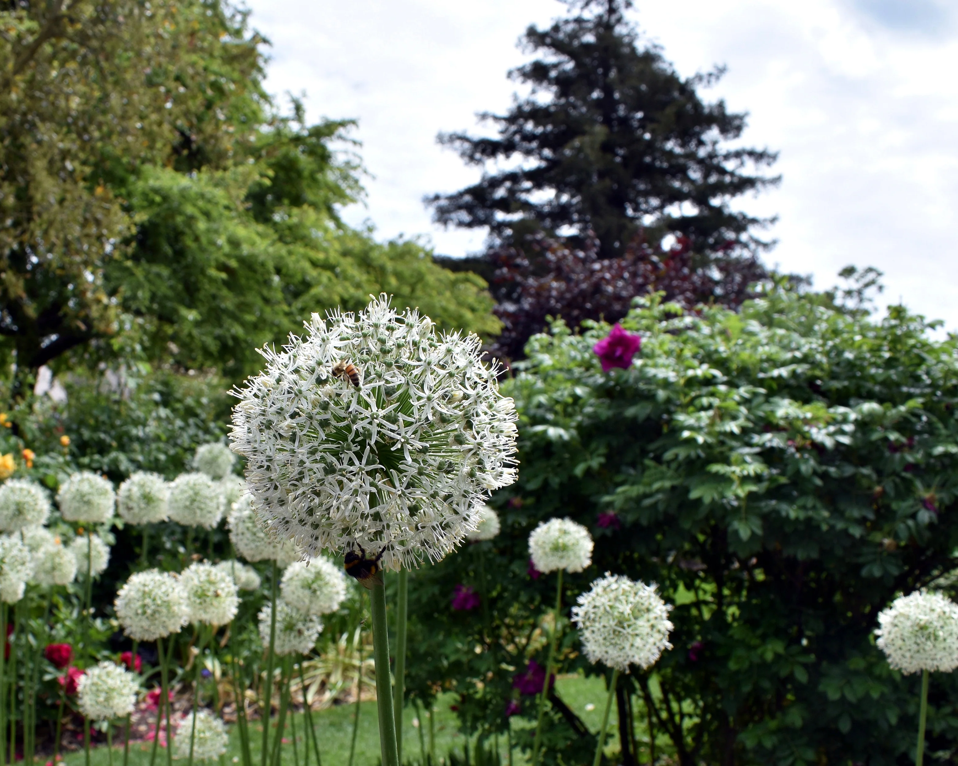 Allium 'Mount Everest' - Image 7
