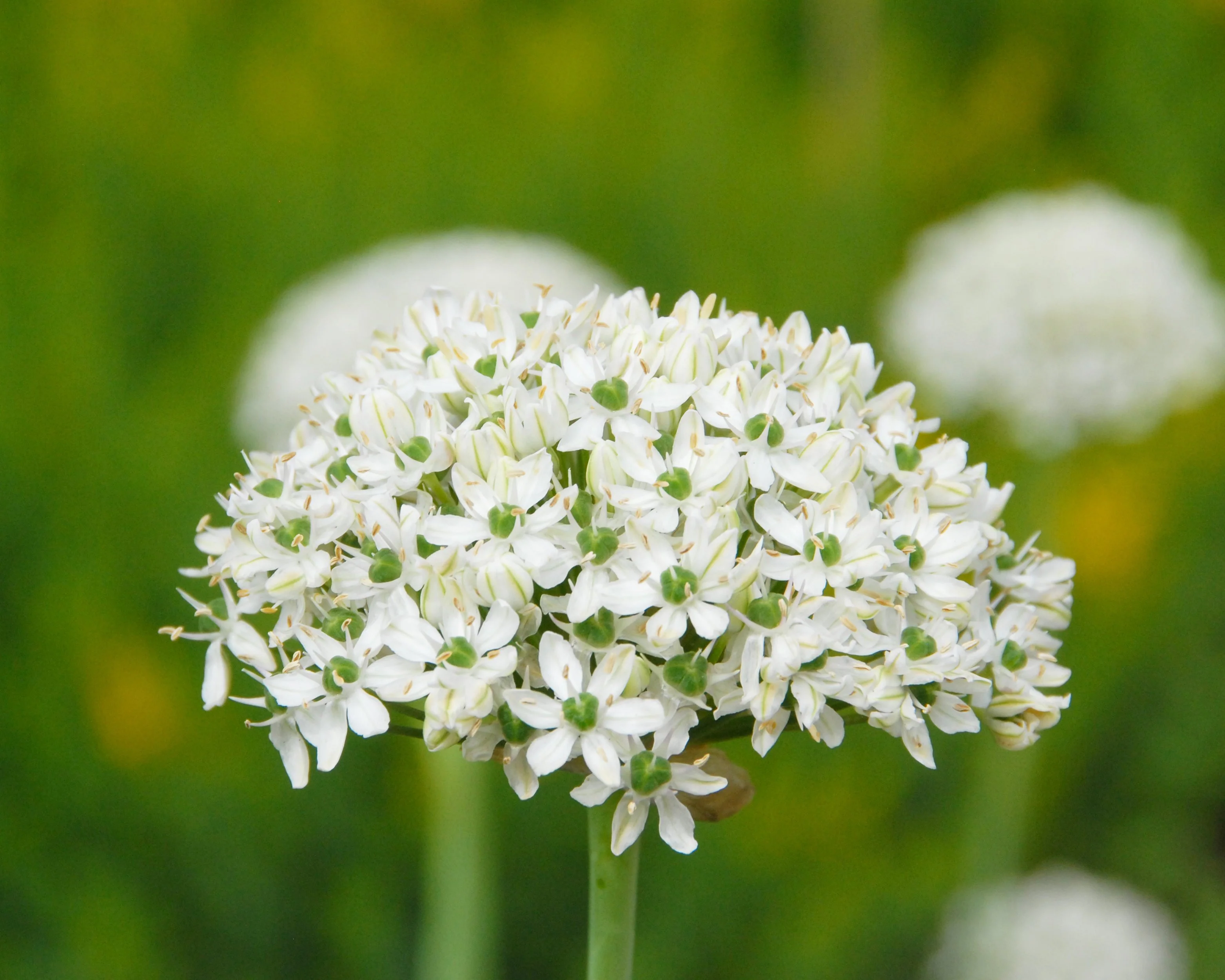 Allium multibulbosum 'Nigrum' - Image 2