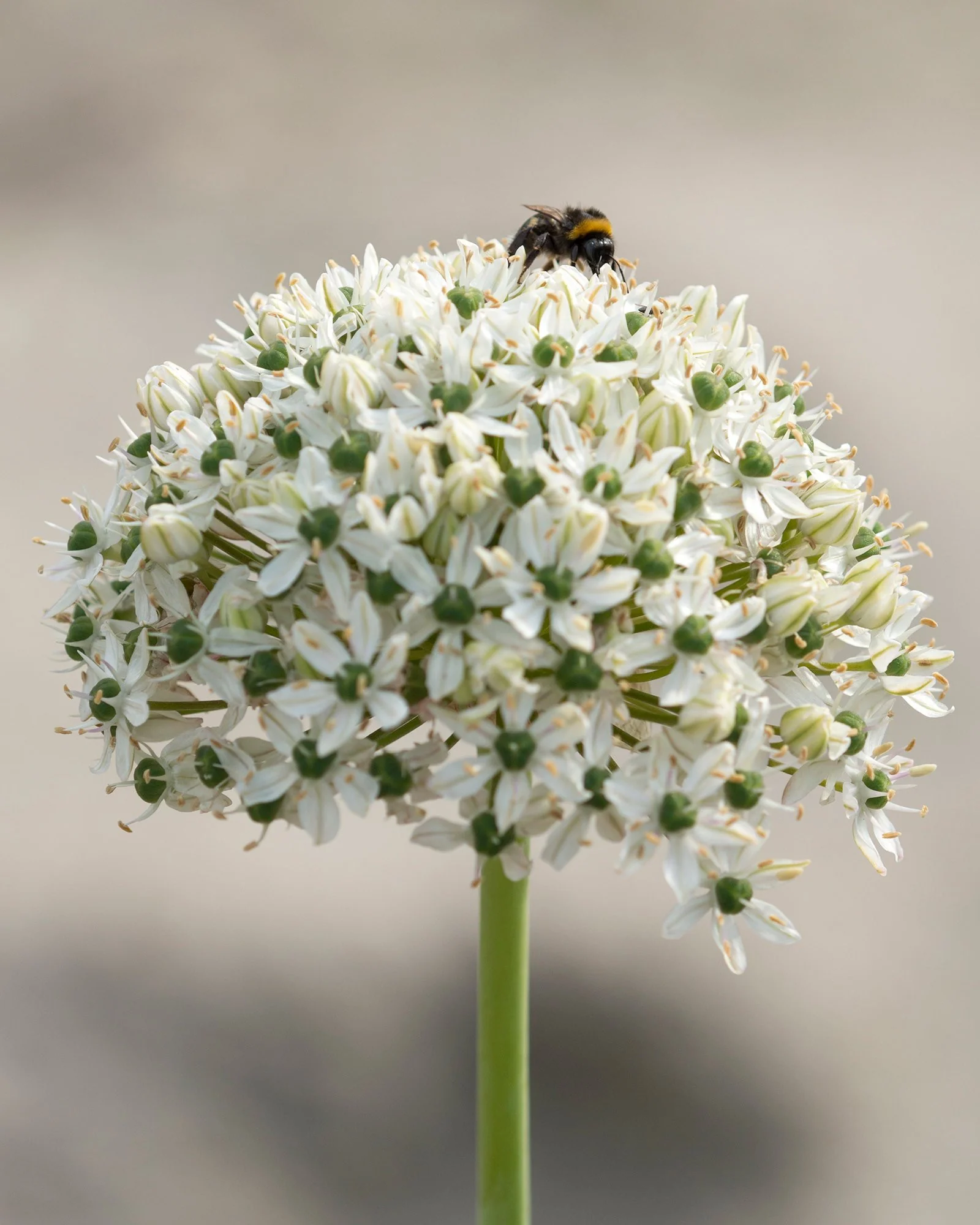 Allium multibulbosum 'Nigrum' - Image 4