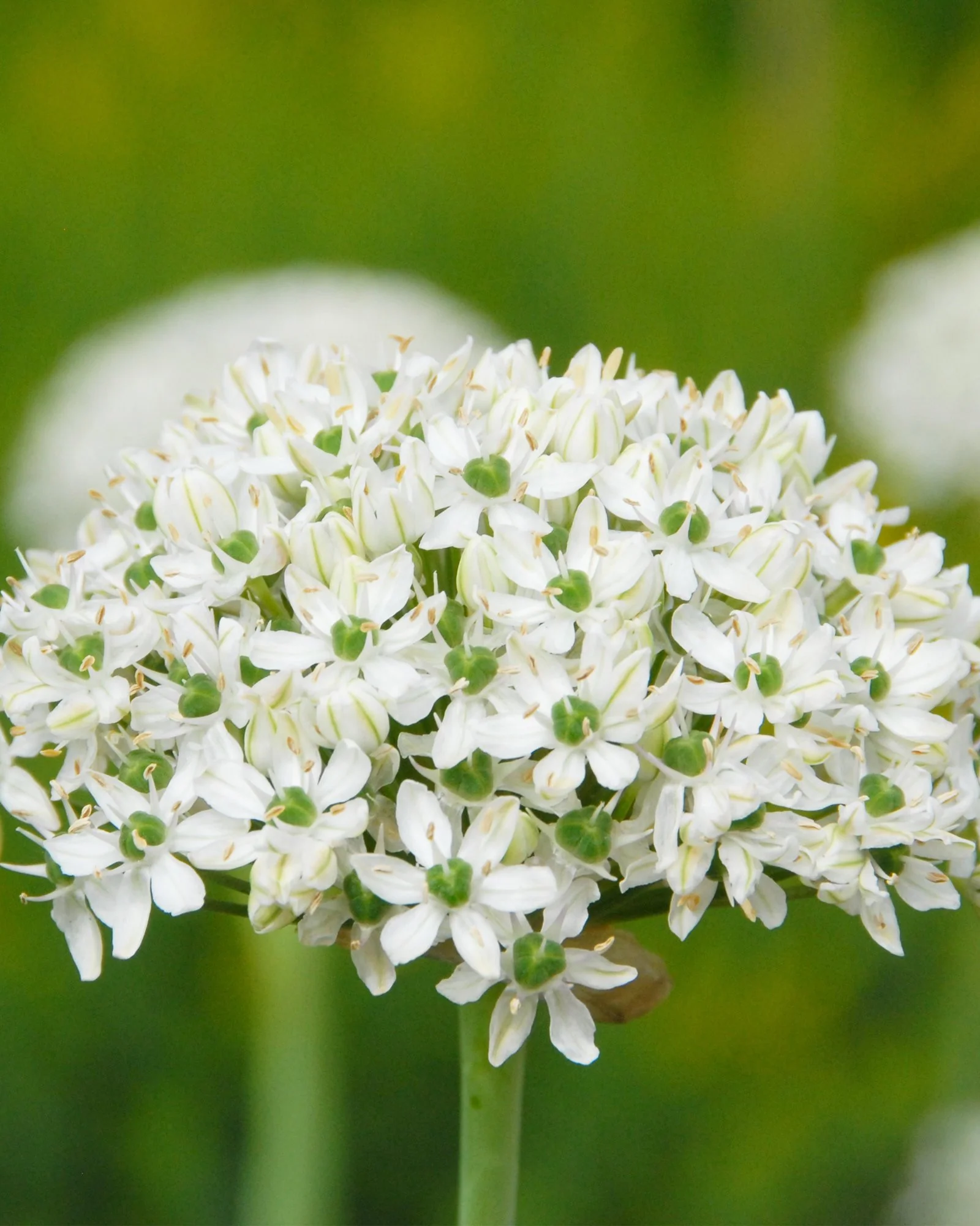 Allium multibulbosum 'Nigrum' - Image 7