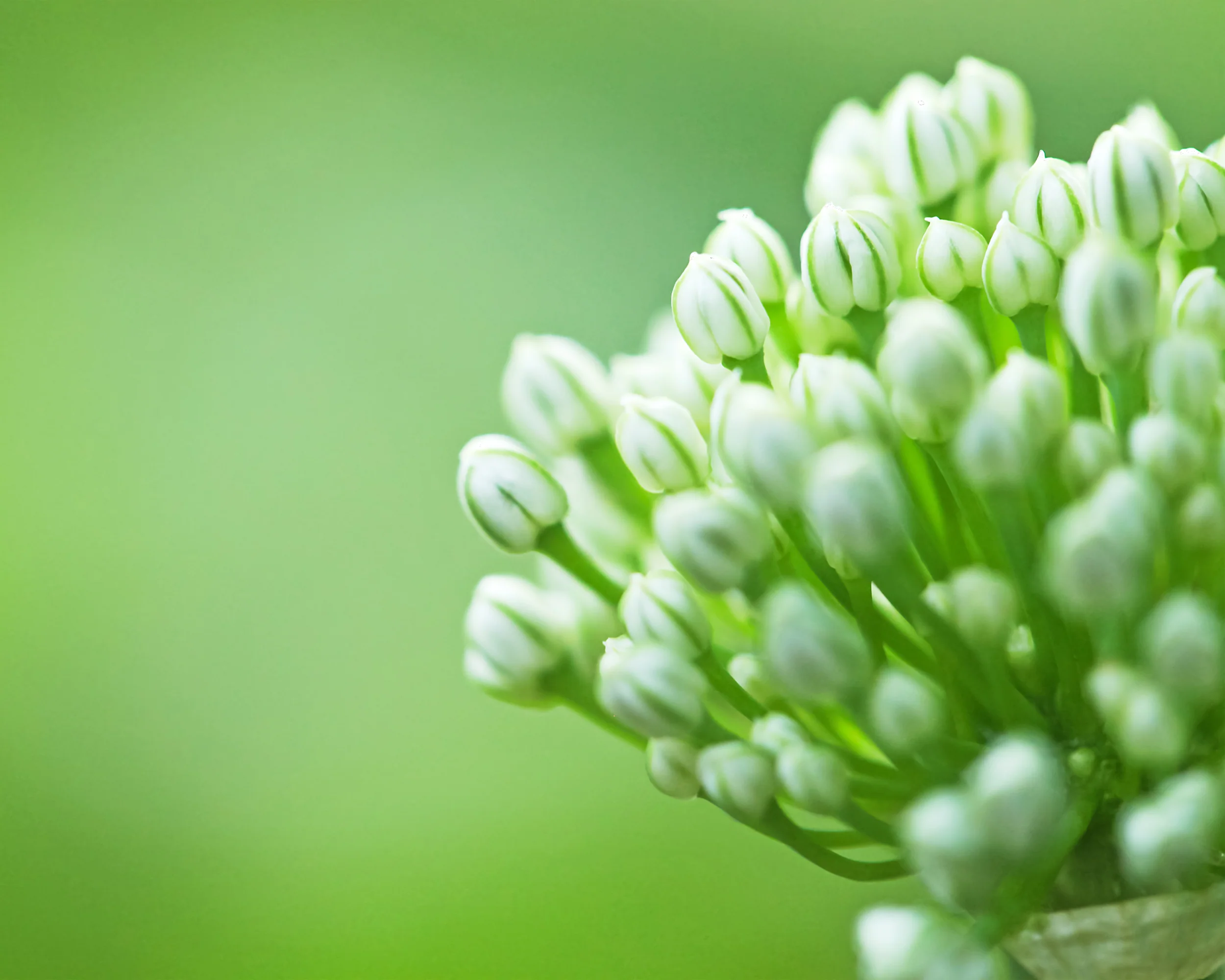 Allium multibulbosum 'Nigrum' - Image 8
