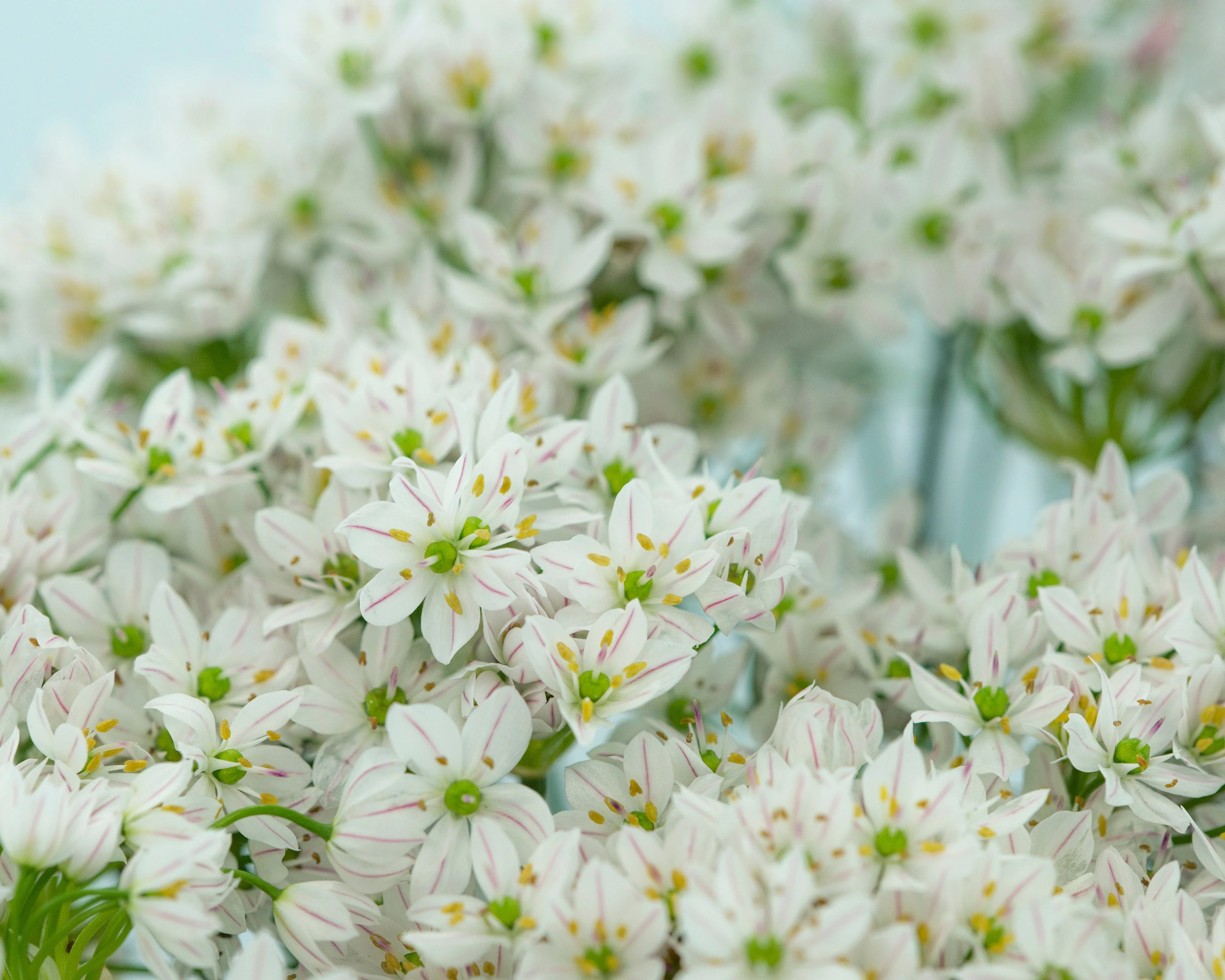 Allium neapolitanum 'Cowanii' - Image 3