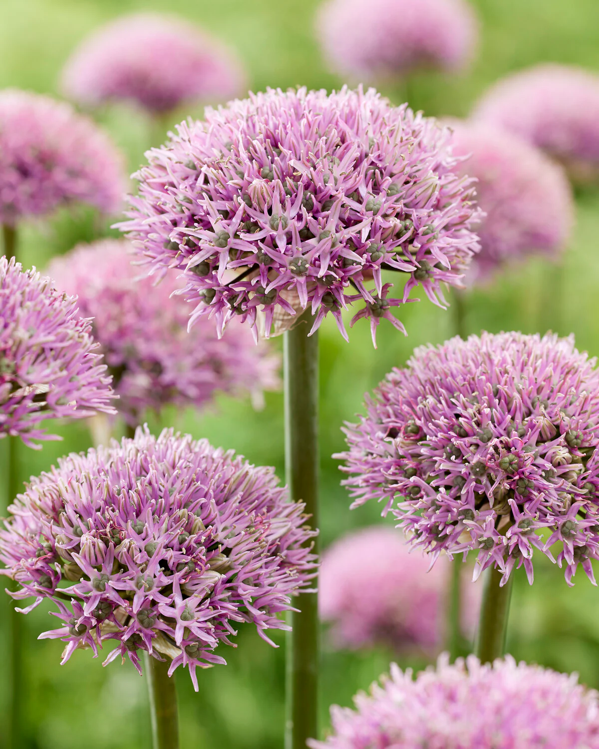 Allium 'New York' - Image 2