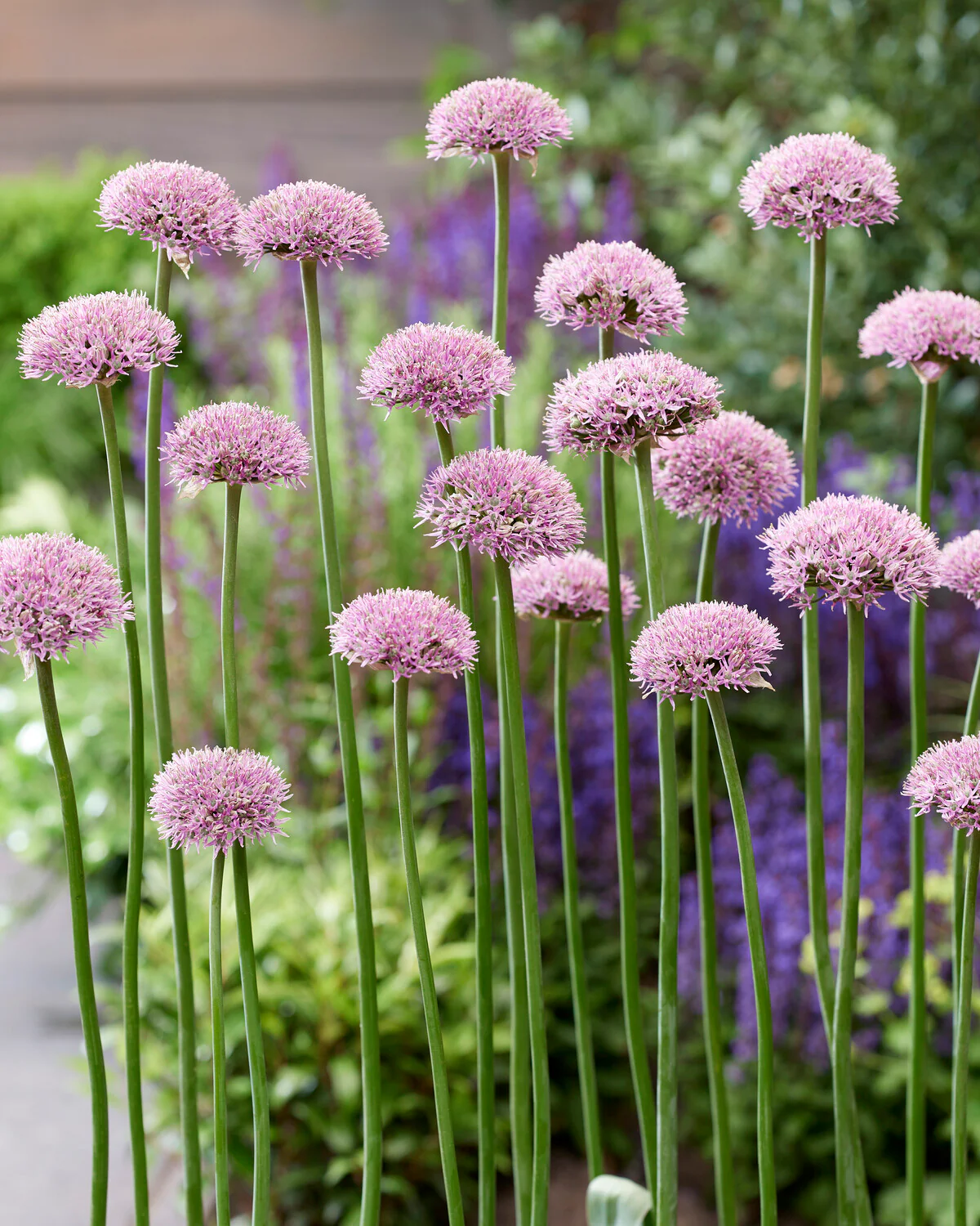 Allium 'New York' - Image 4