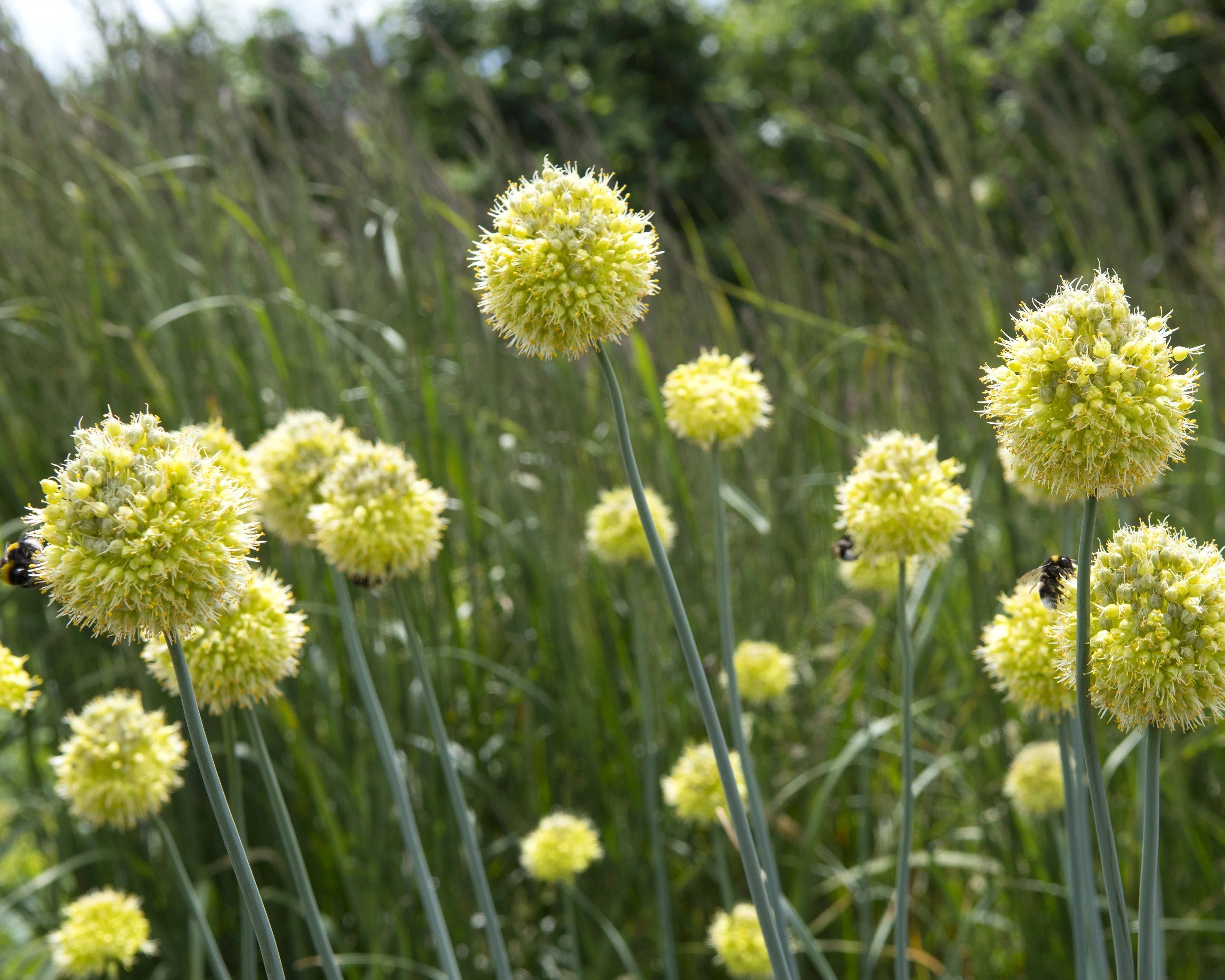 Allium obliquum - Image 2