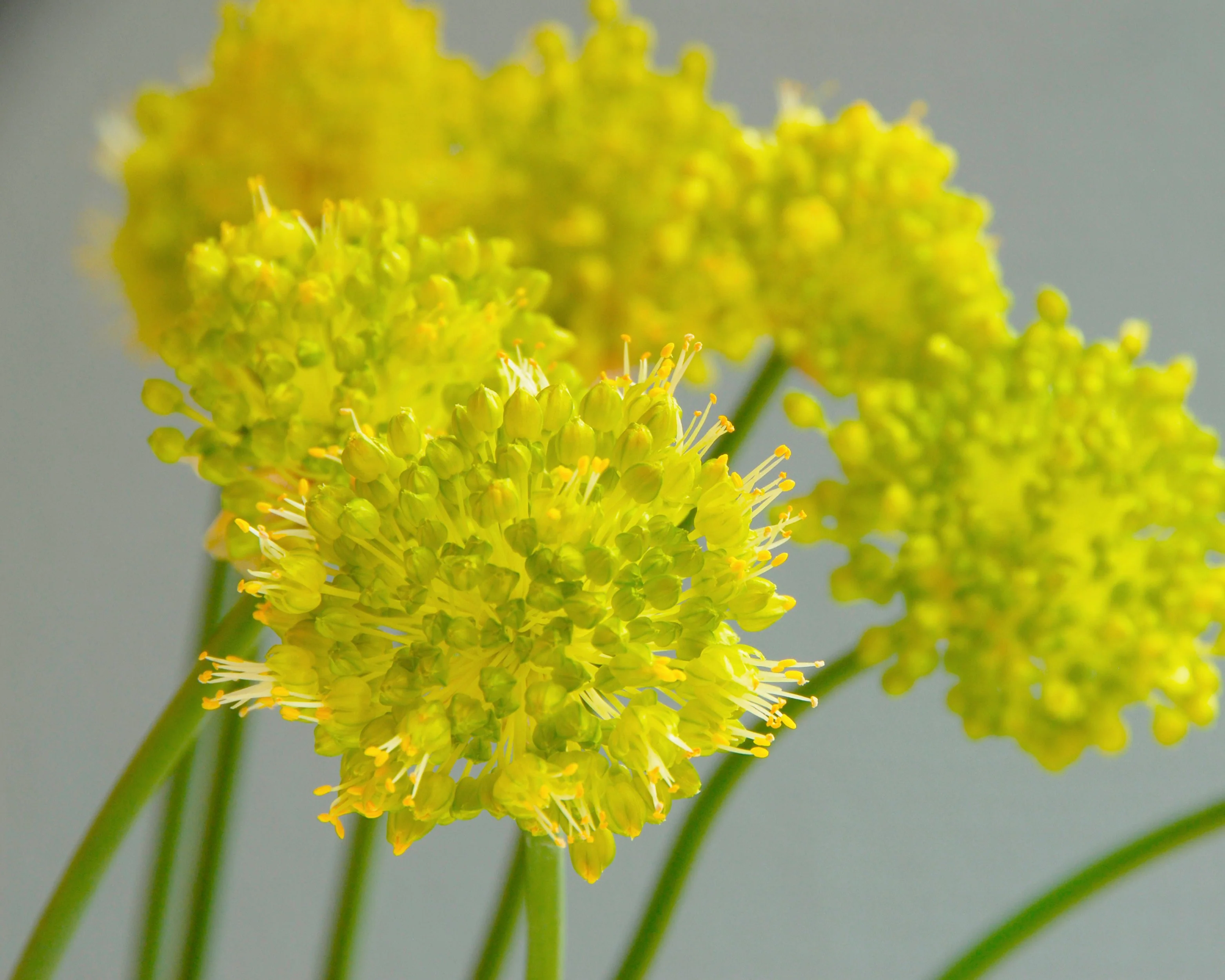 Allium obliquum - Image 3