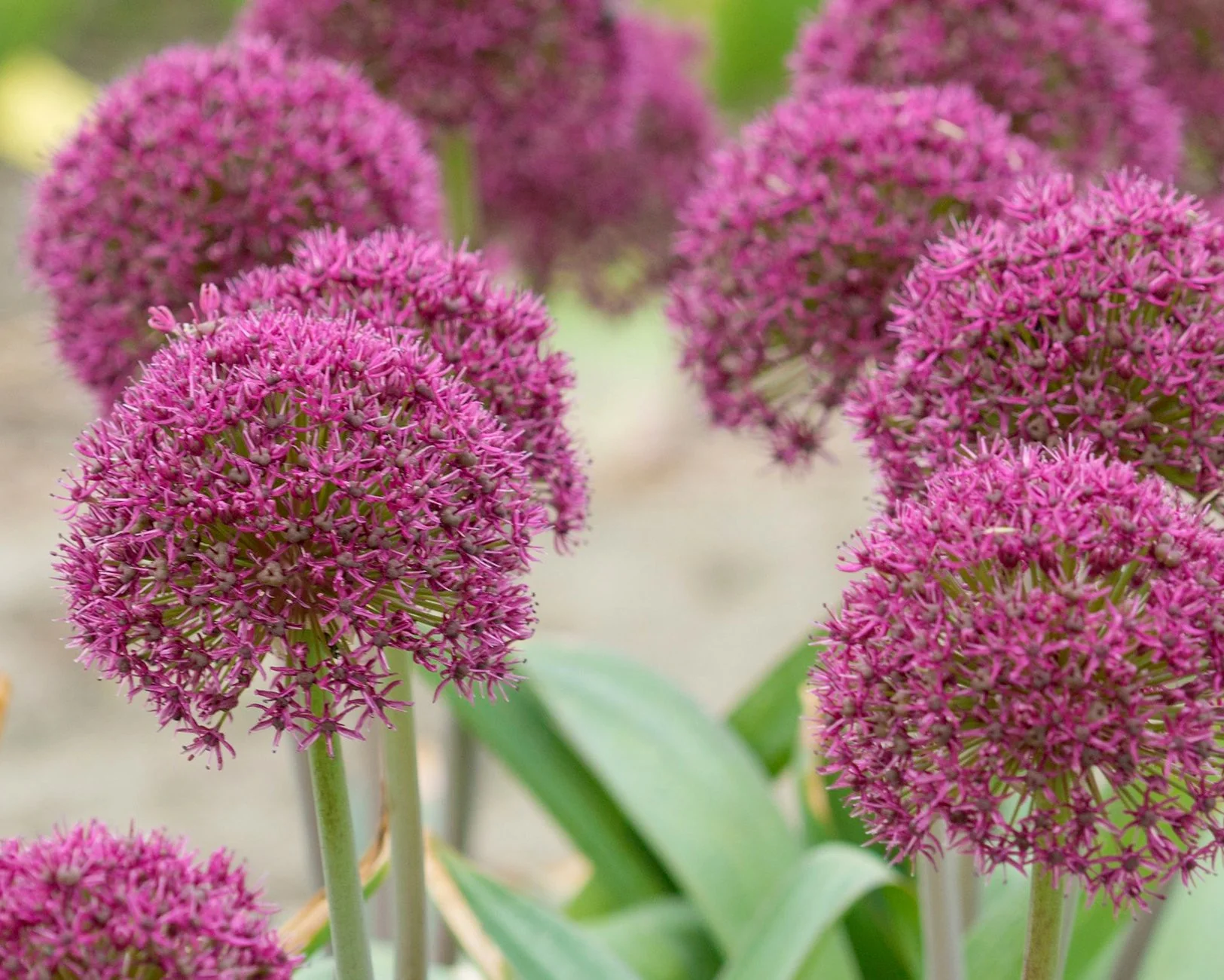 Allium 'Ostara' - Image 5