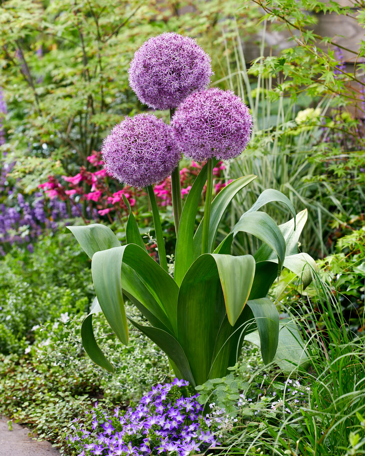 Allium 'Party Balloons' - Image 5