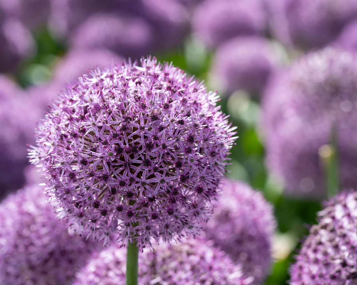Allium 'Party Balloons' - Image 6