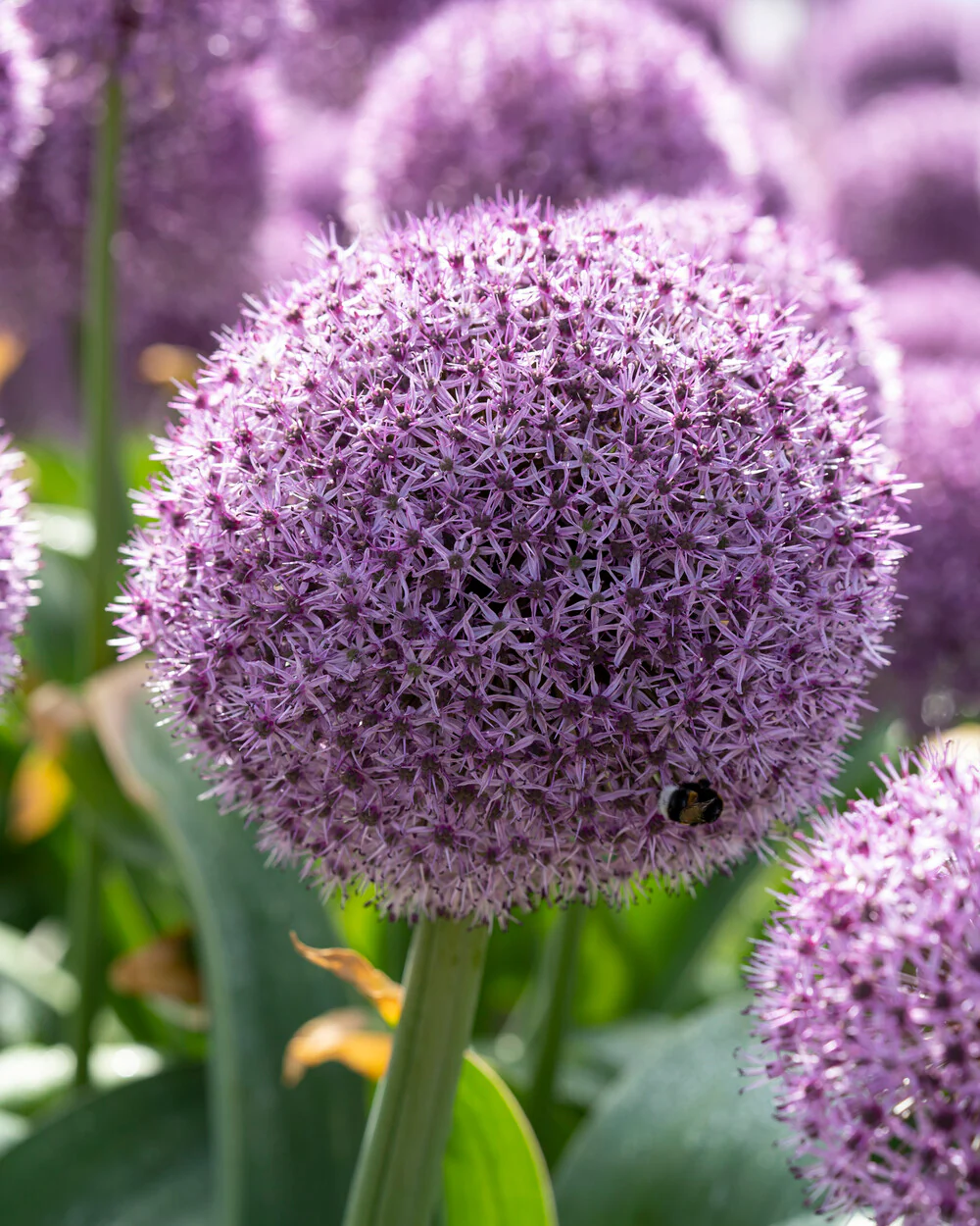 Allium 'Party Balloons' - Image 8