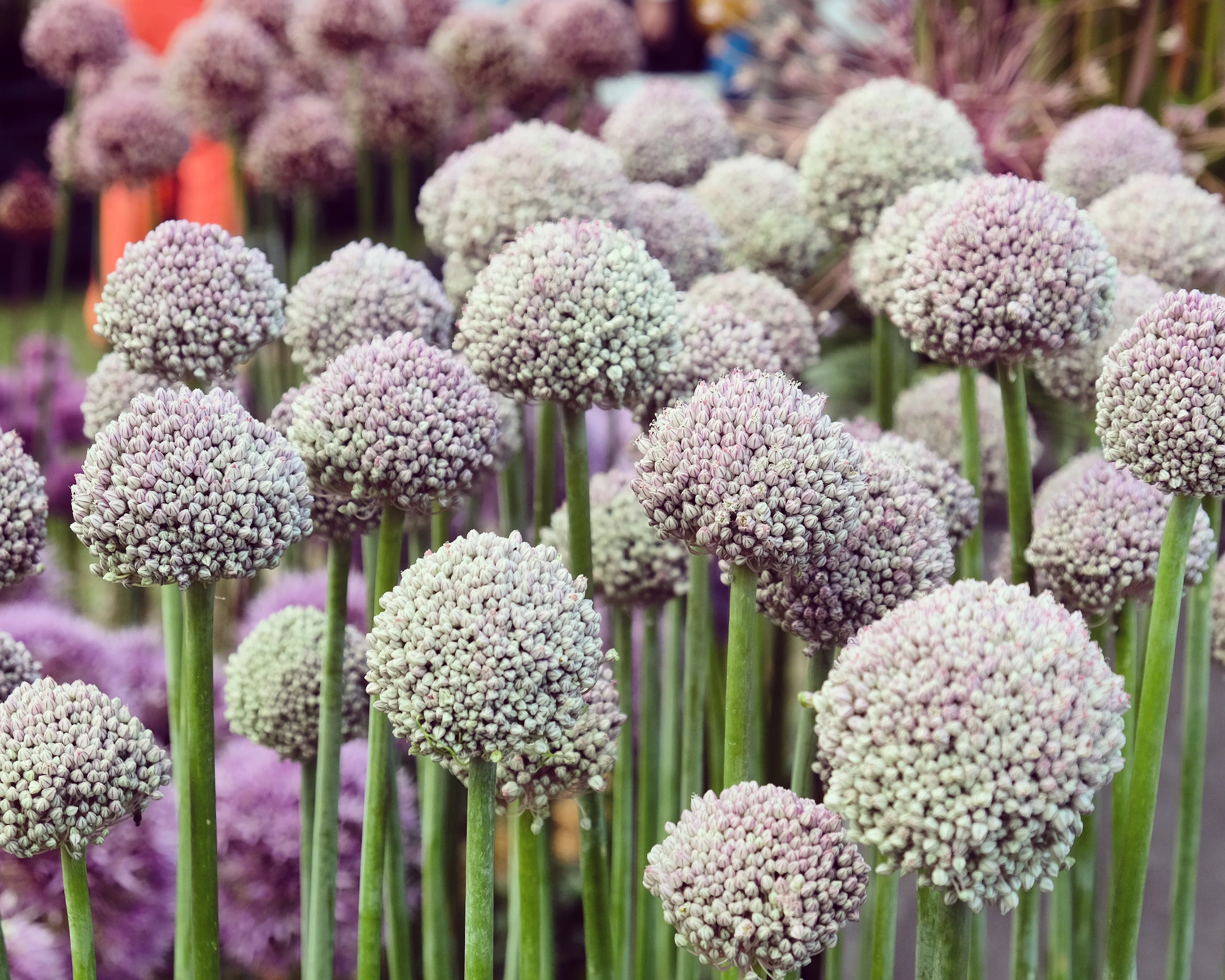 Allium 'Ping Pong' - Image 2