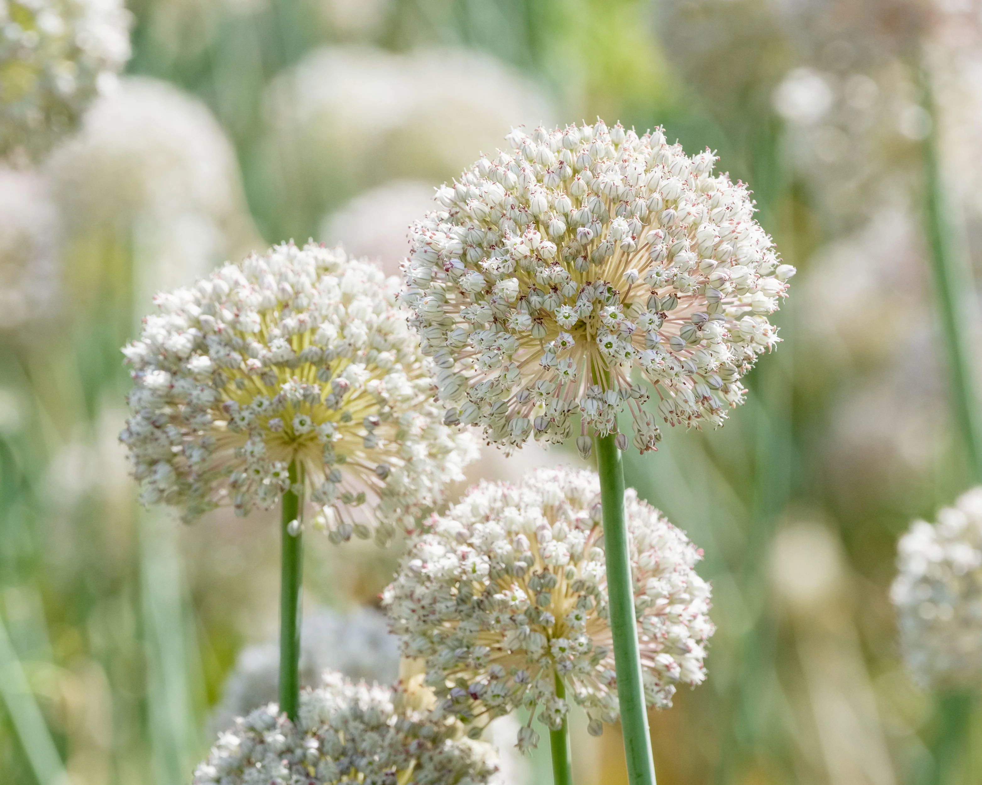Allium 'Ping Pong' - Image 3
