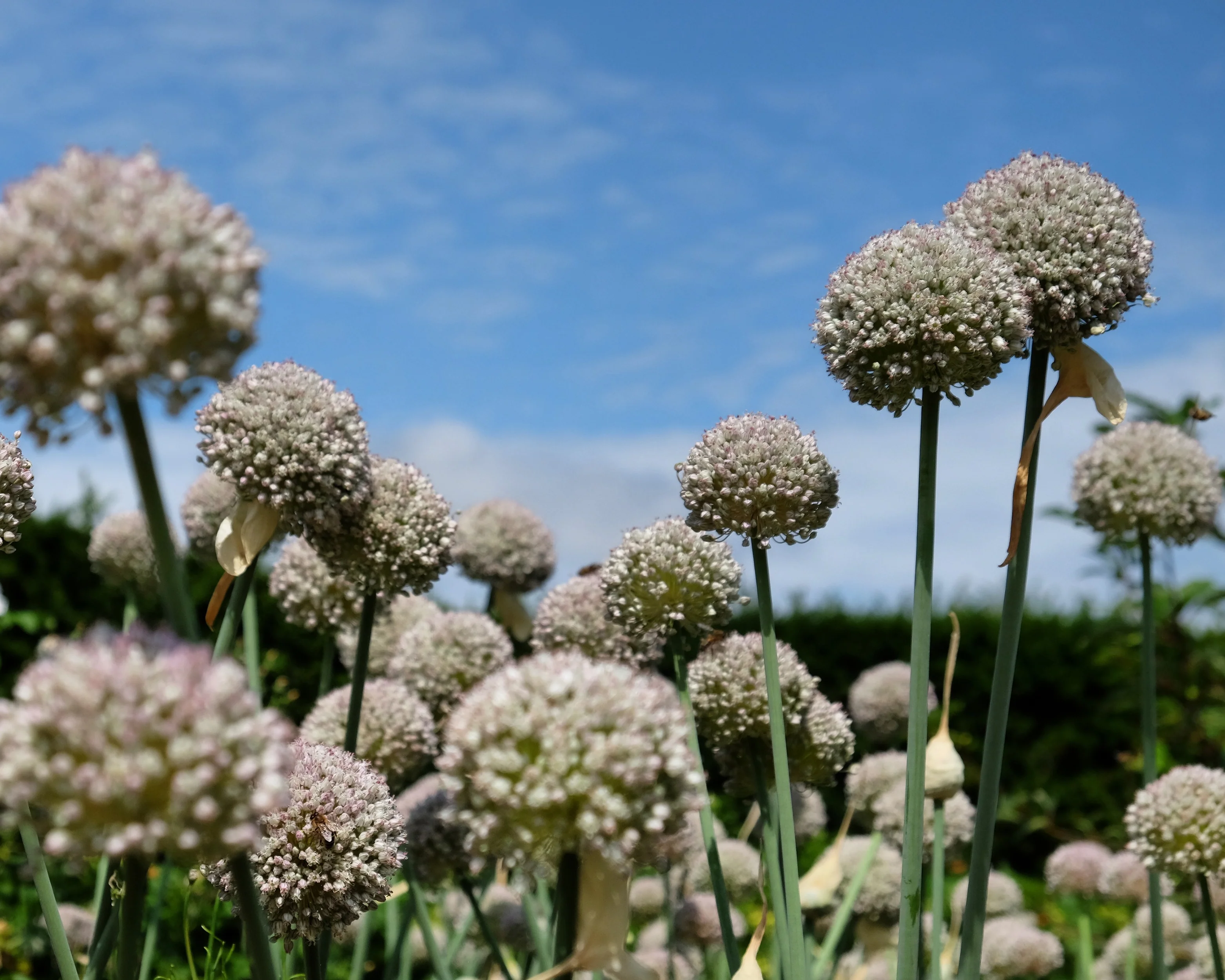 Allium 'Ping Pong' - Image 4