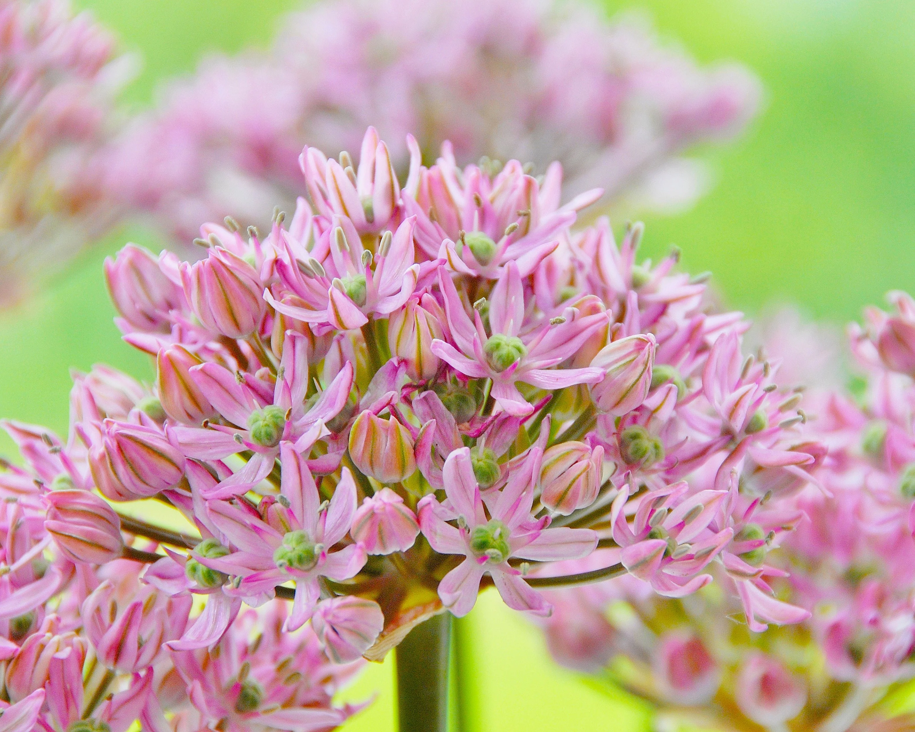 Allium 'Pink Jewel' - Image 3