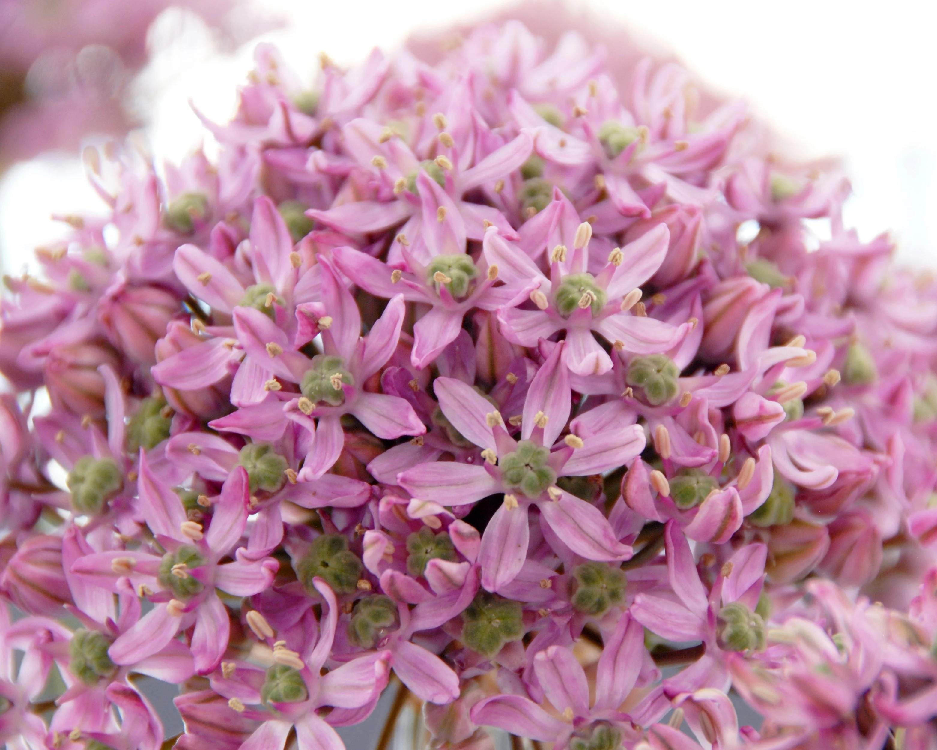 Allium 'Pink Jewel' - Image 4
