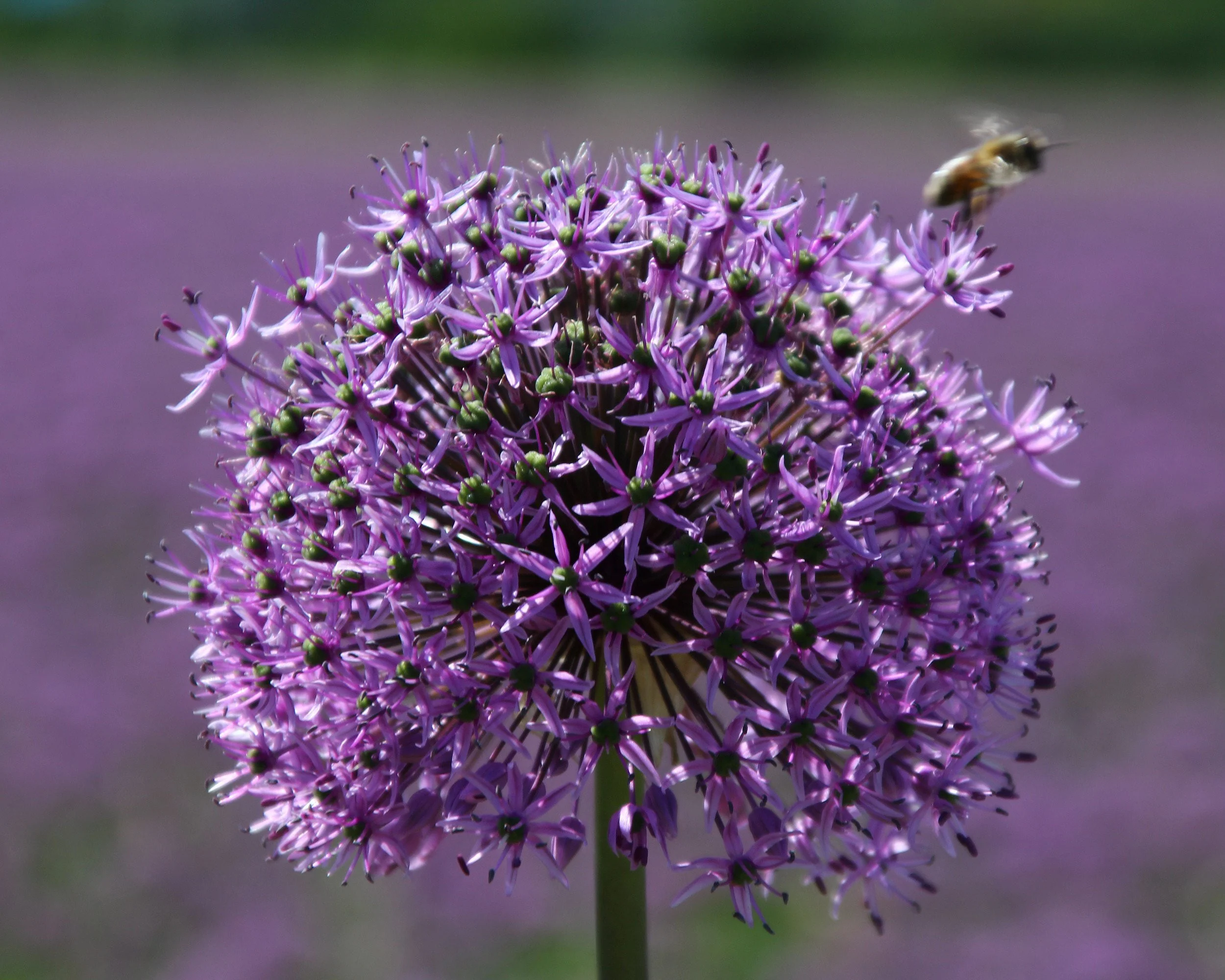 Allium 'Purple Sensation' - Image 13