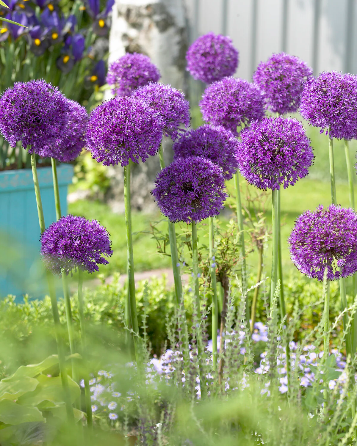 Allium 'Purple Sensation' - Image 3