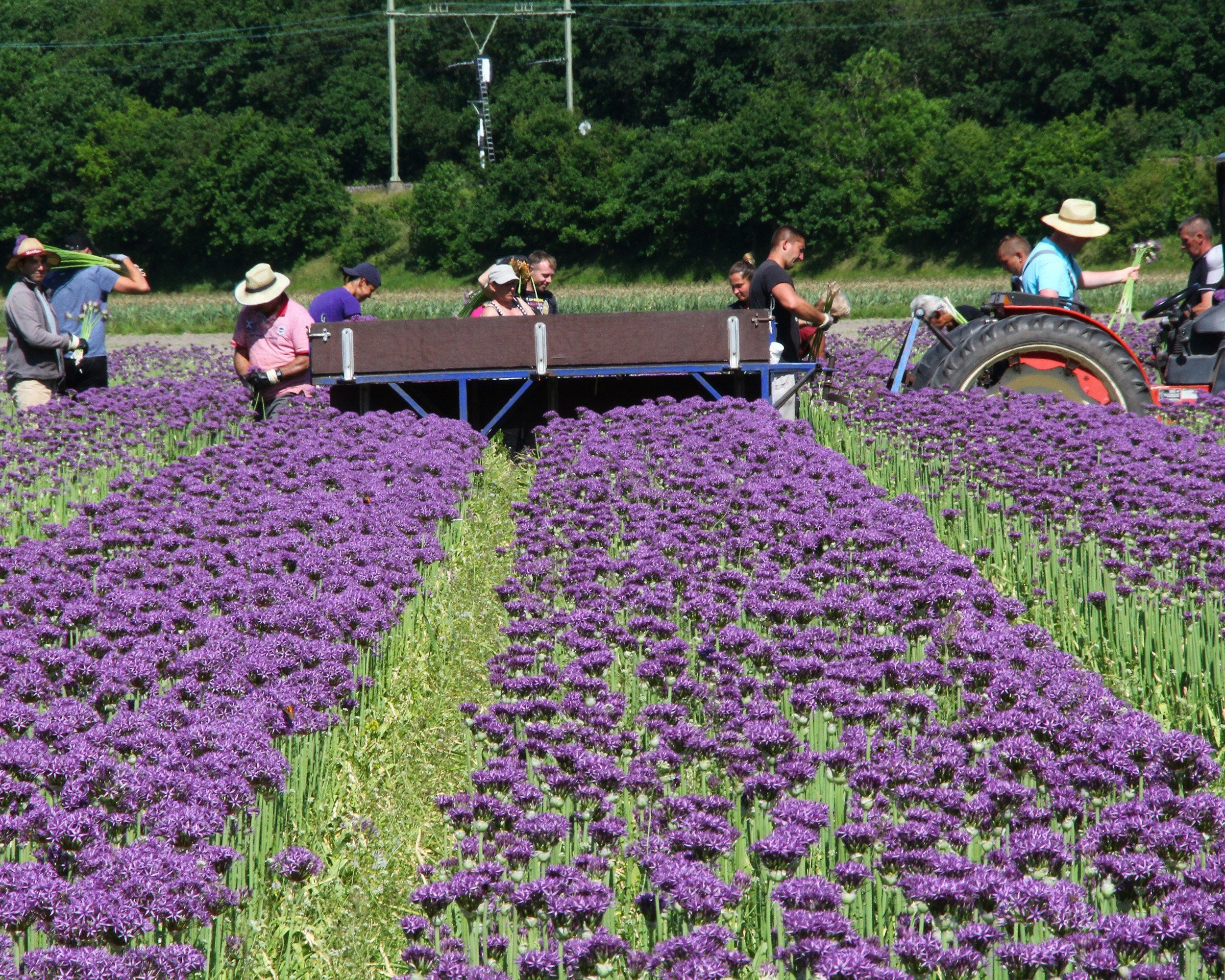 Allium 'Purple Sensation' - Image 8