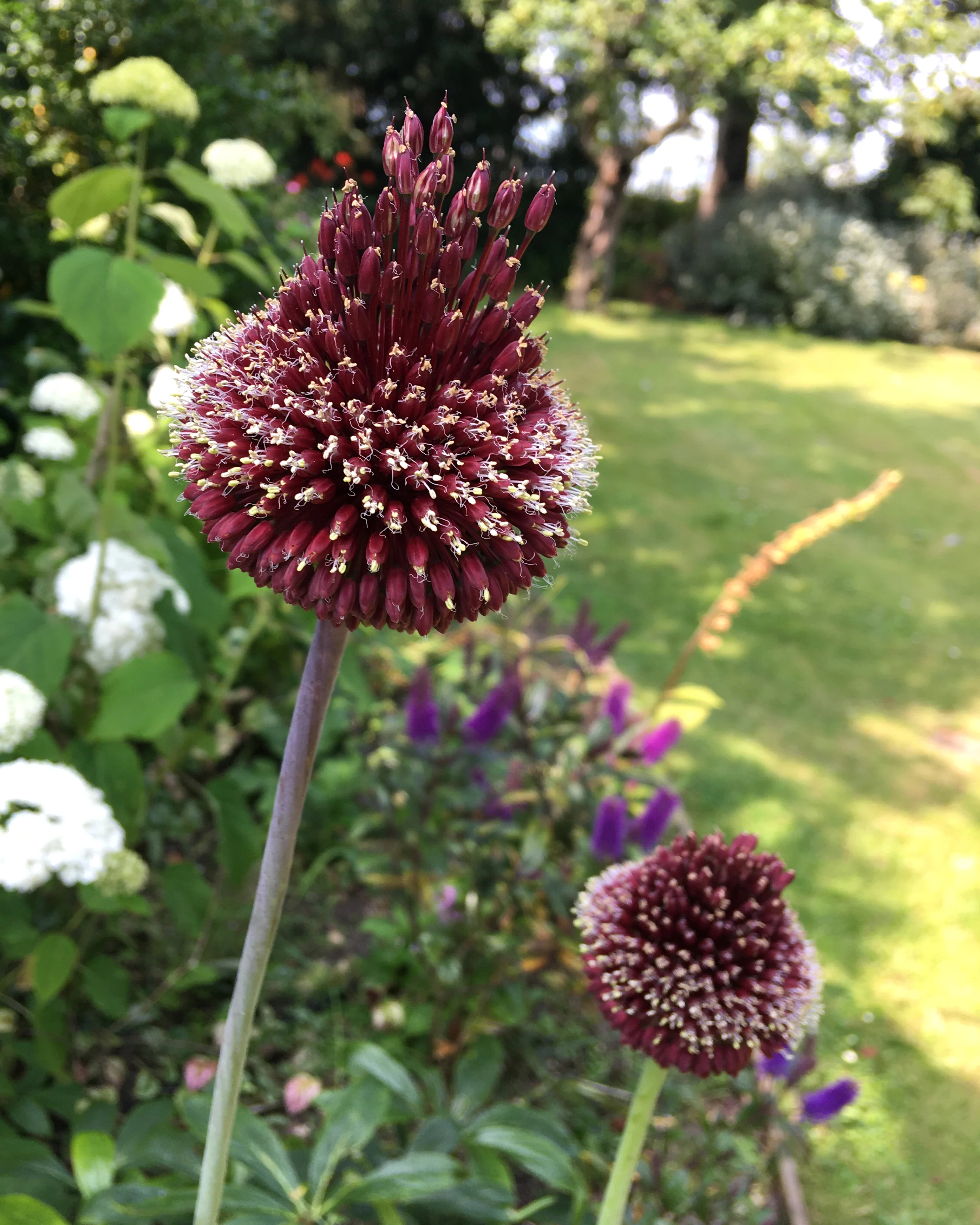 Allium 'Red Mohican' - Image 4
