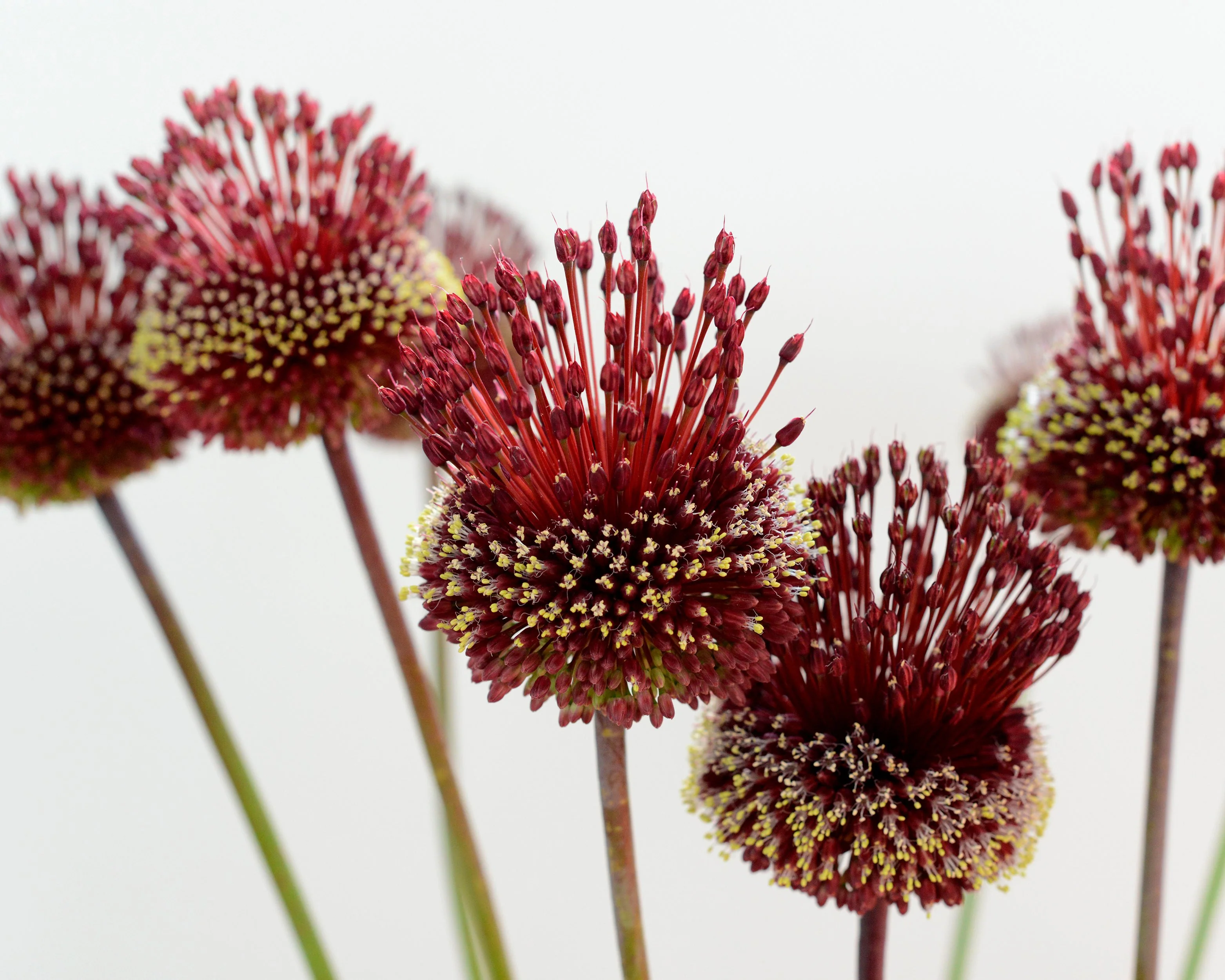 Allium 'Red Mohican' - Image 6