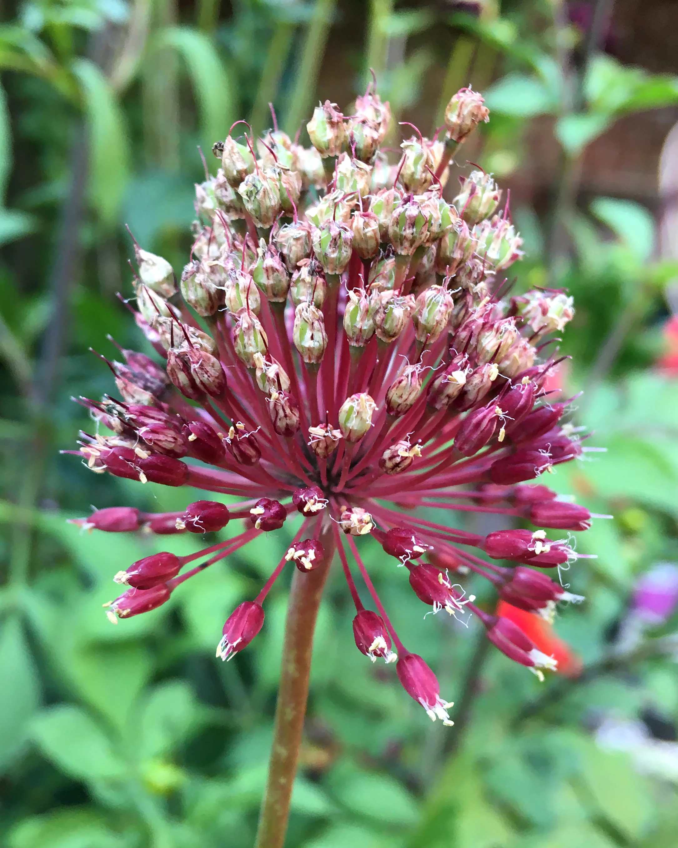 Allium 'Red Mohican' - Image 7